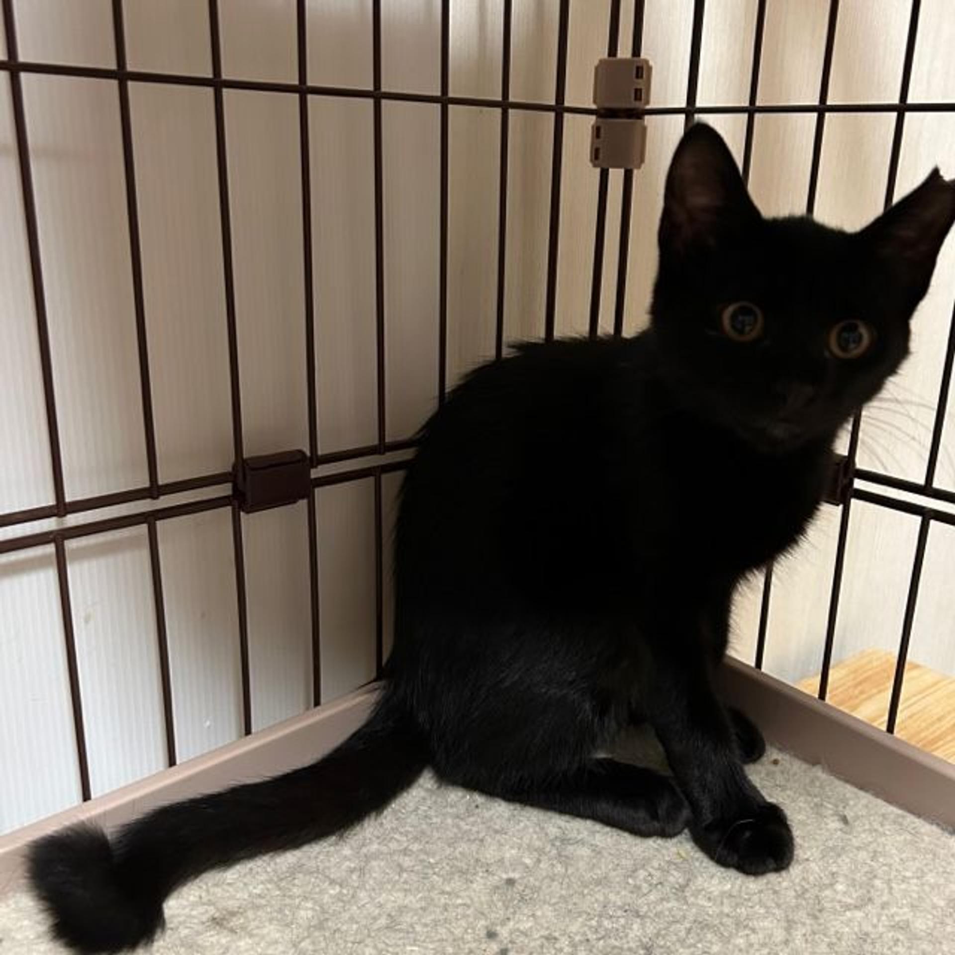 pet-image-5