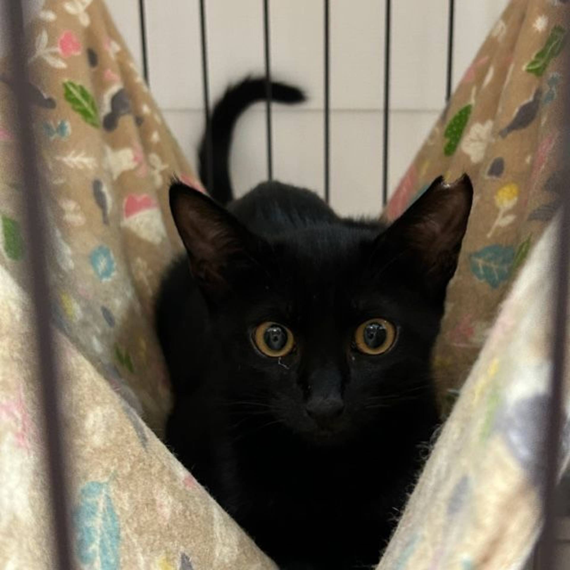 雑種（ミックス猫）・メスの里親募集の写真