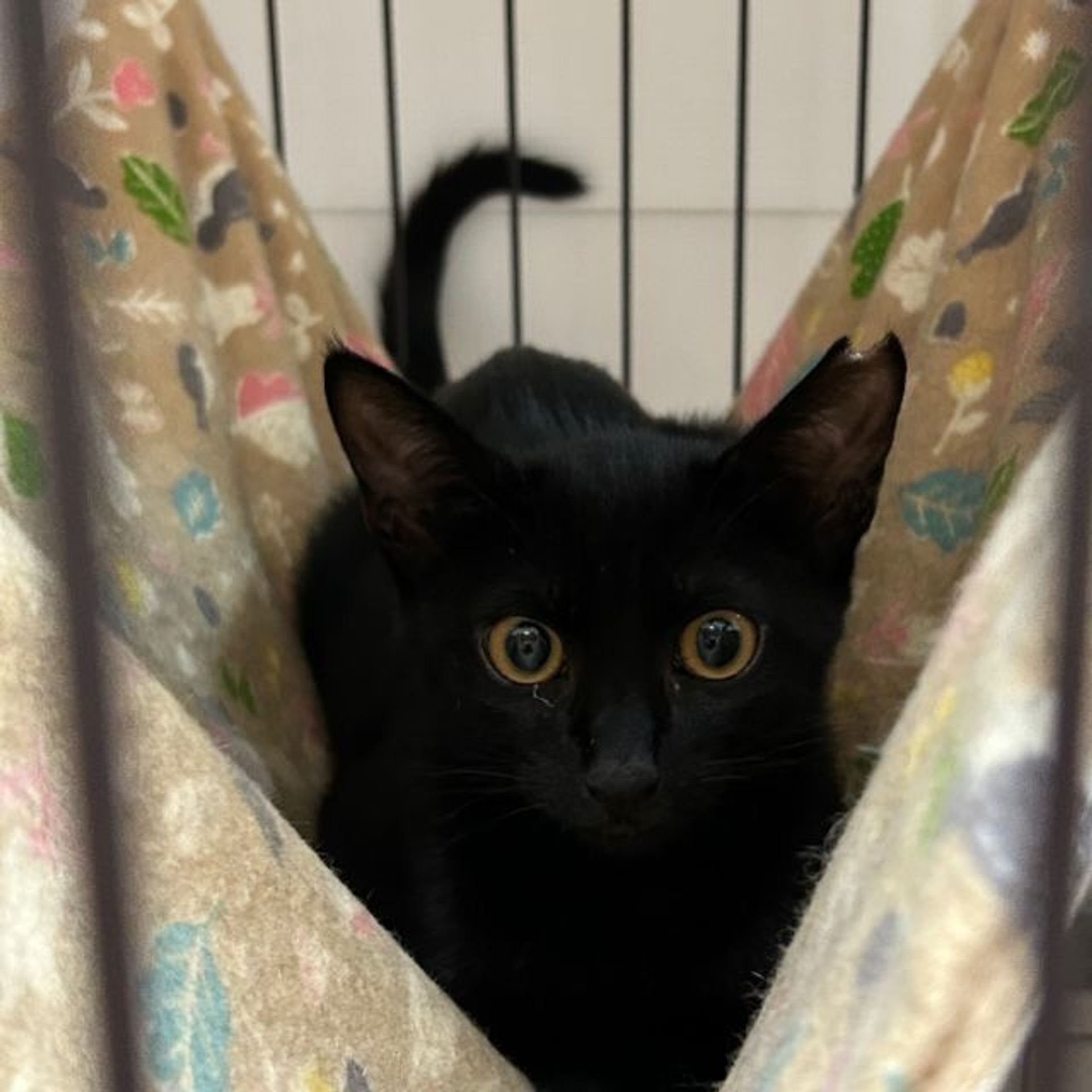 雑種（ミックス猫）・メスの里親募集の写真