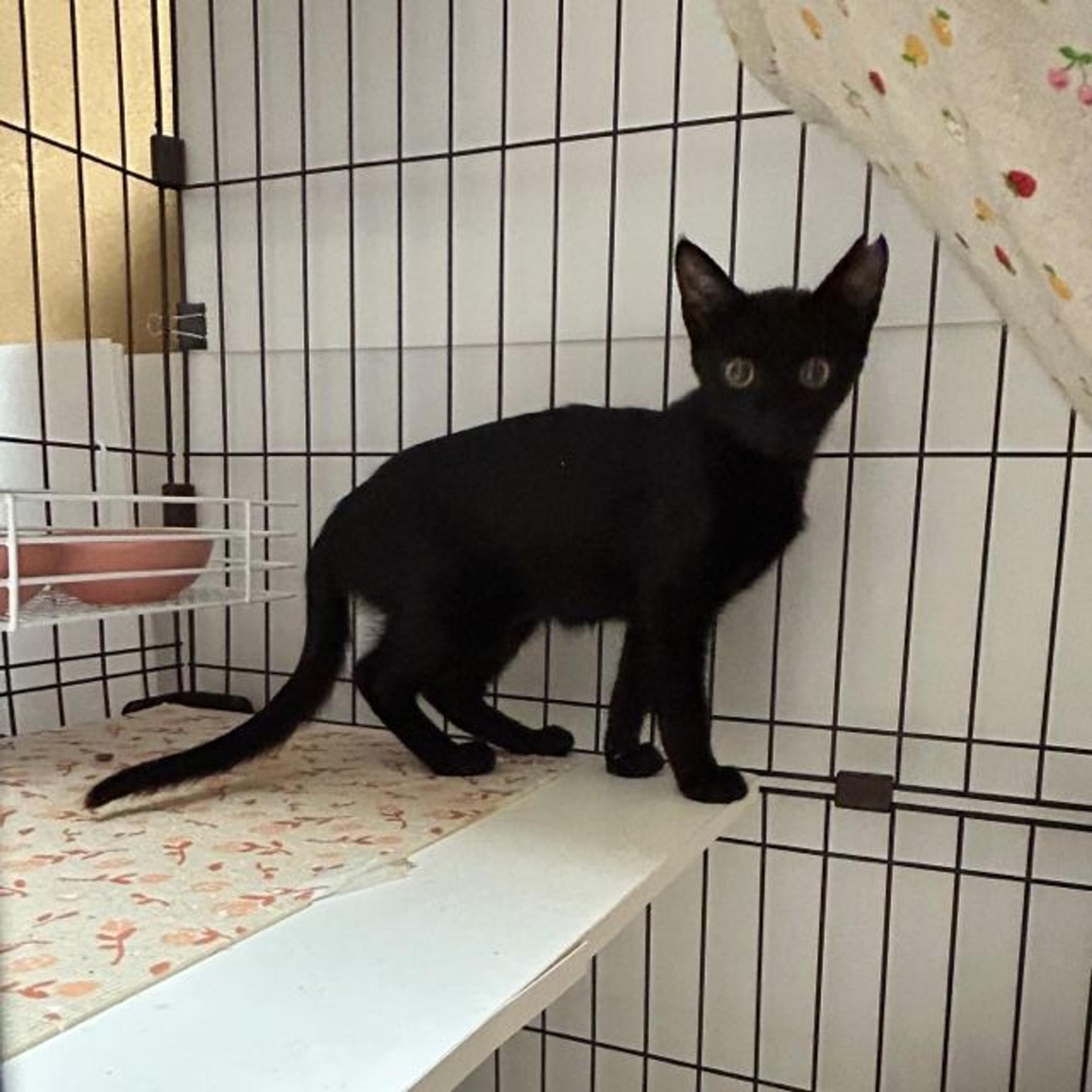 pet-image-2