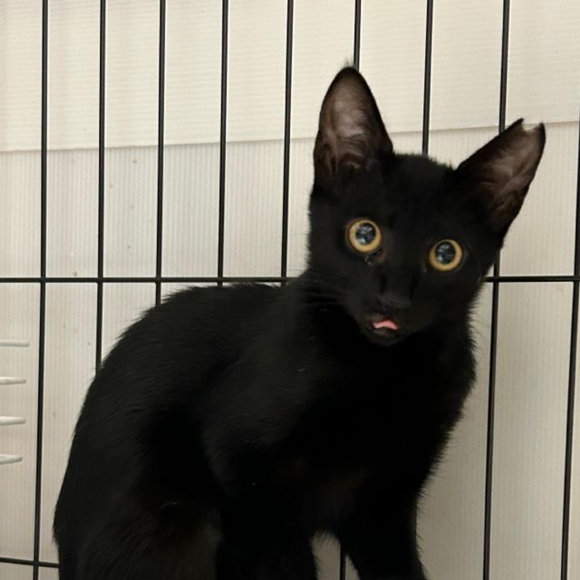 pet-image-4