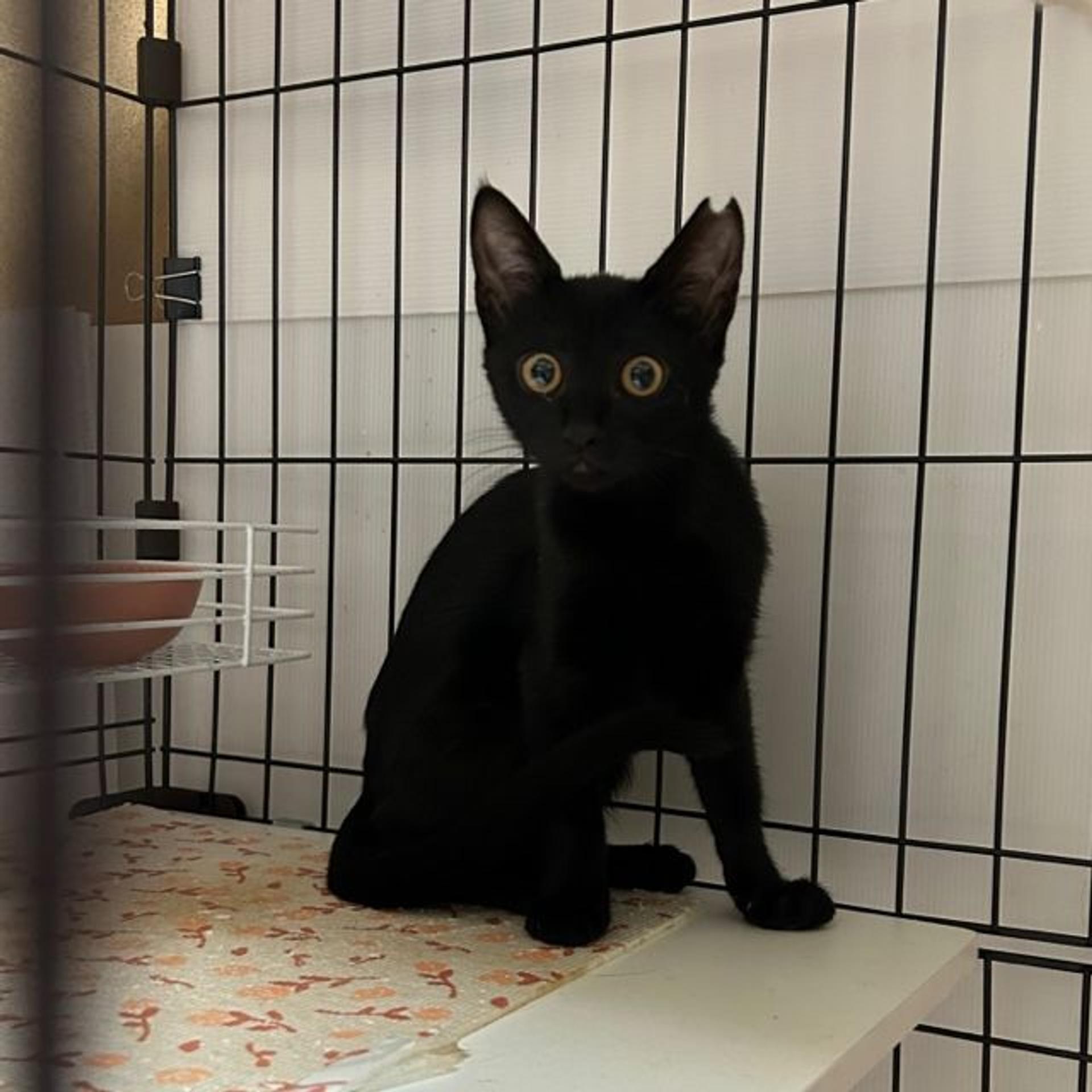 pet-image-5