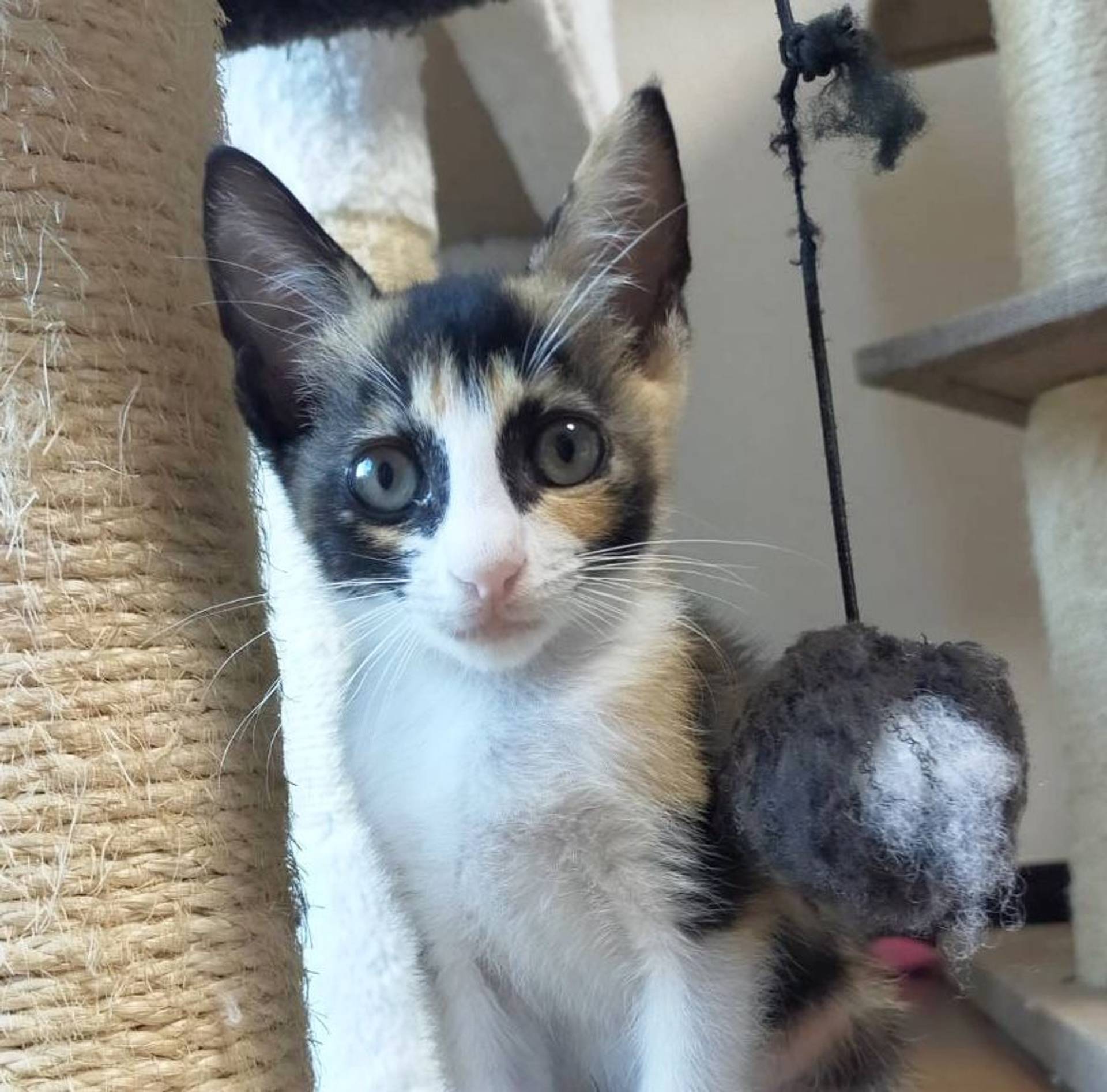 雑種（ミックス猫）・メスの里親募集の写真