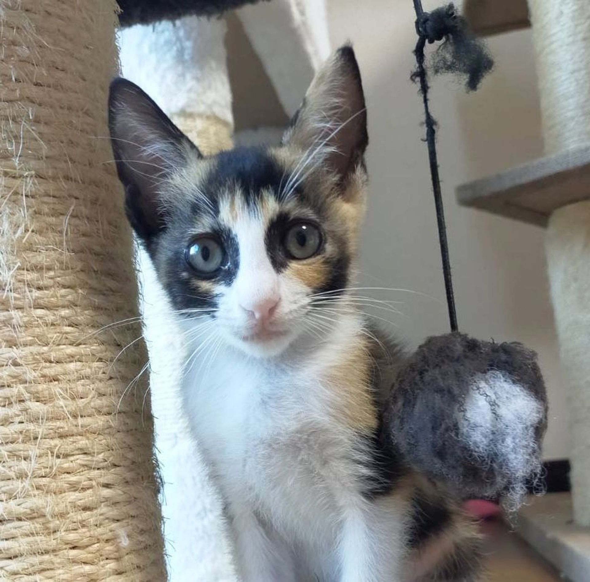 雑種（ミックス猫）・メスの里親募集の写真