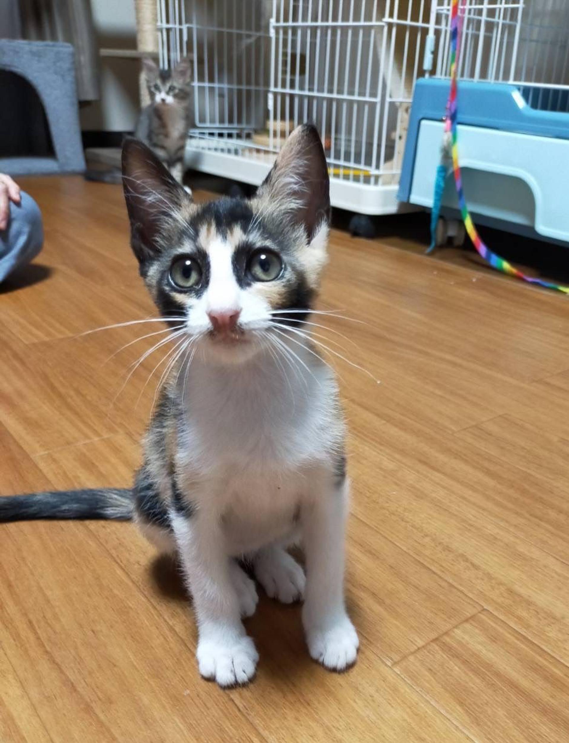 pet-image-4