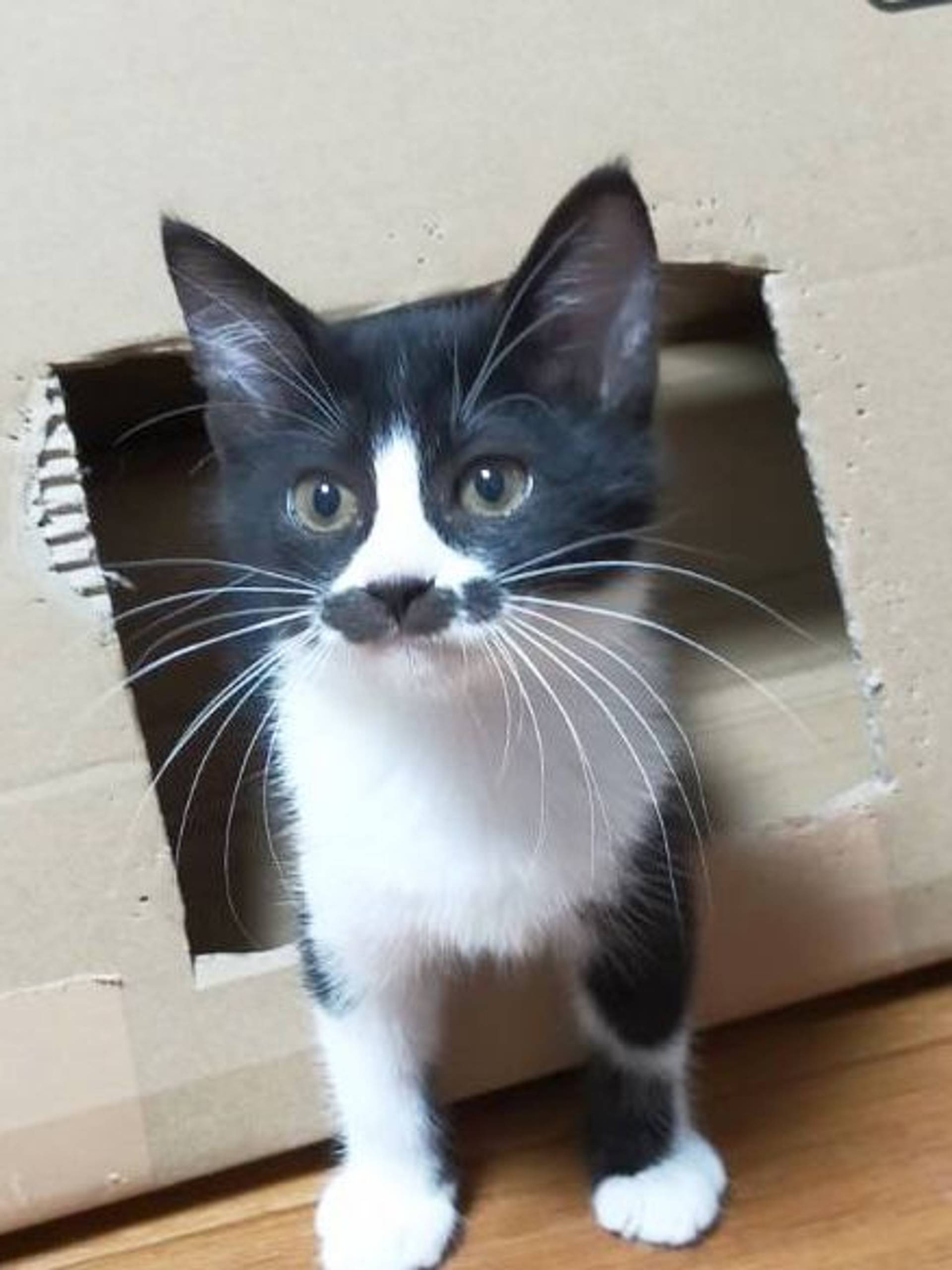 雑種（ミックス猫）・メスの里親募集の写真