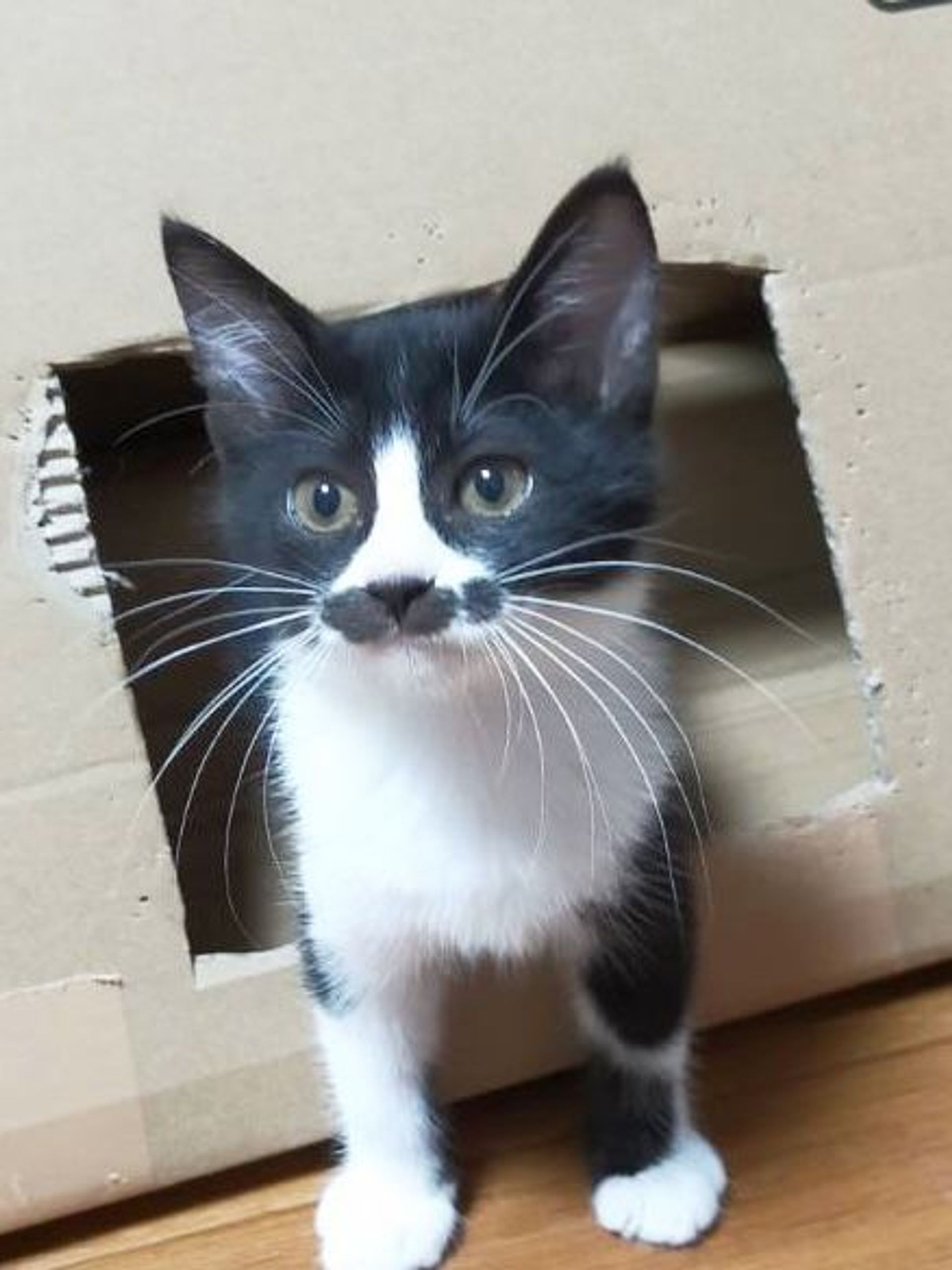 雑種（ミックス猫）・メスの里親募集の写真