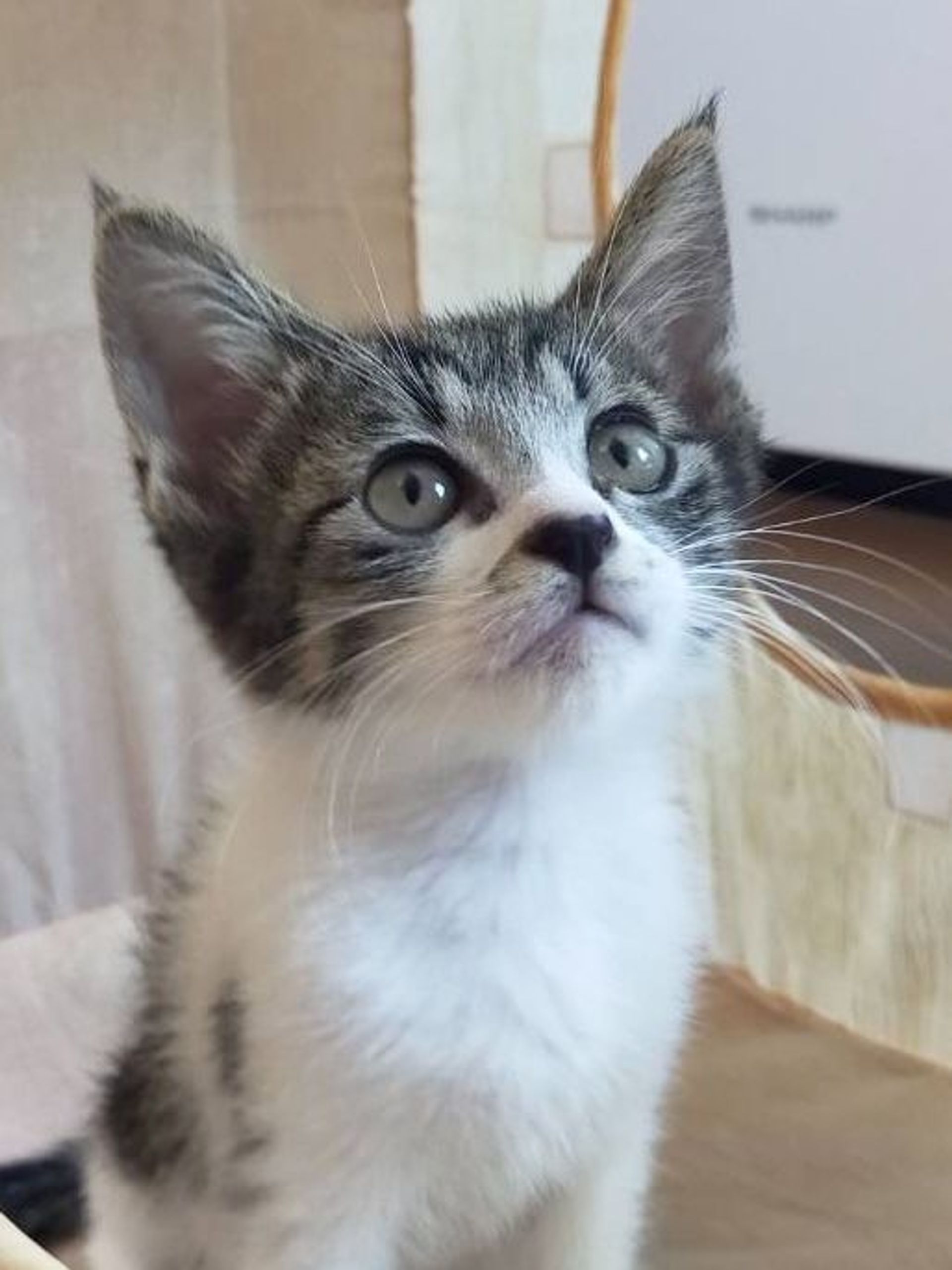 雑種（ミックス猫）・メスの里親募集の写真
