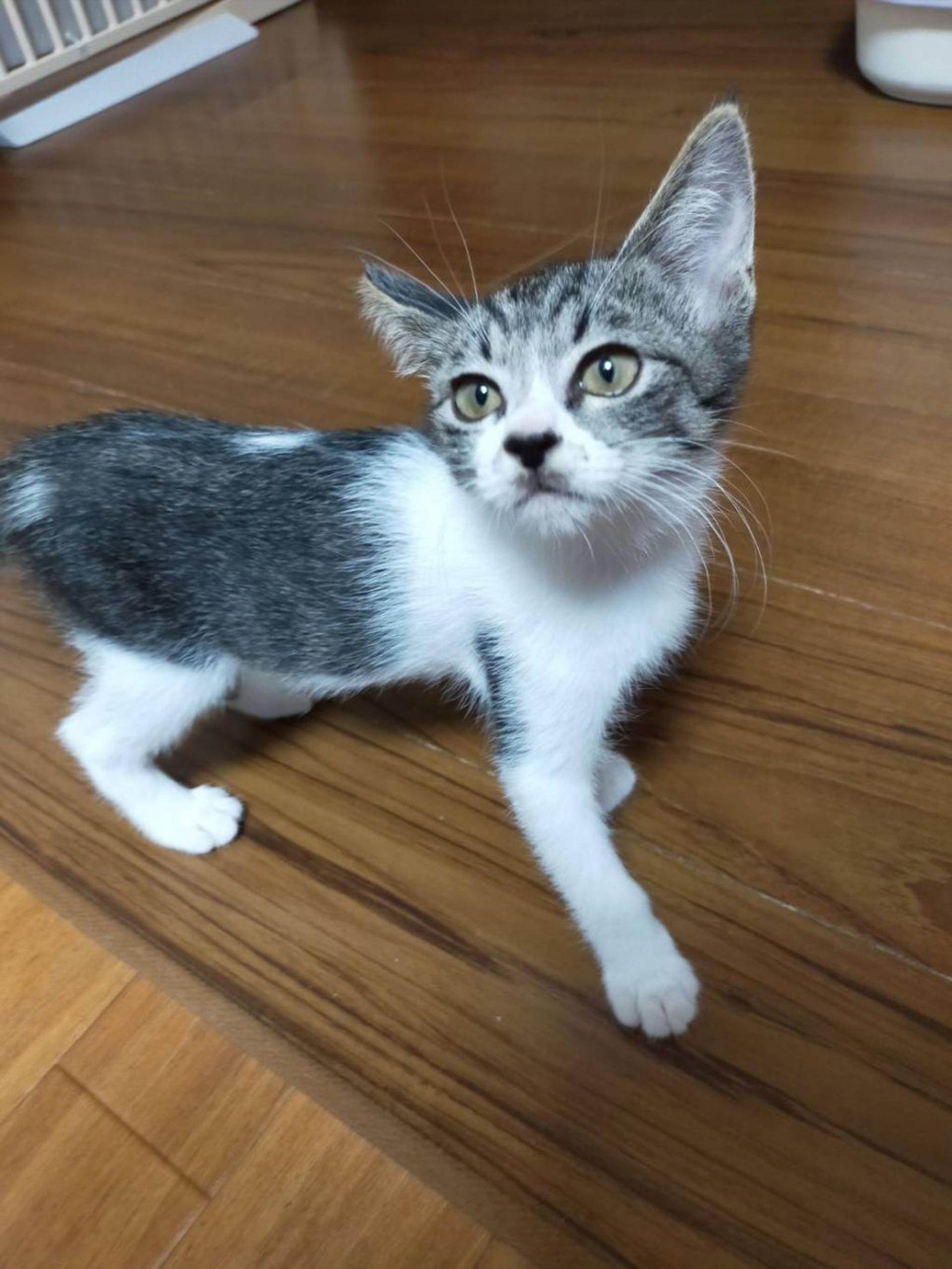 pet-image-2