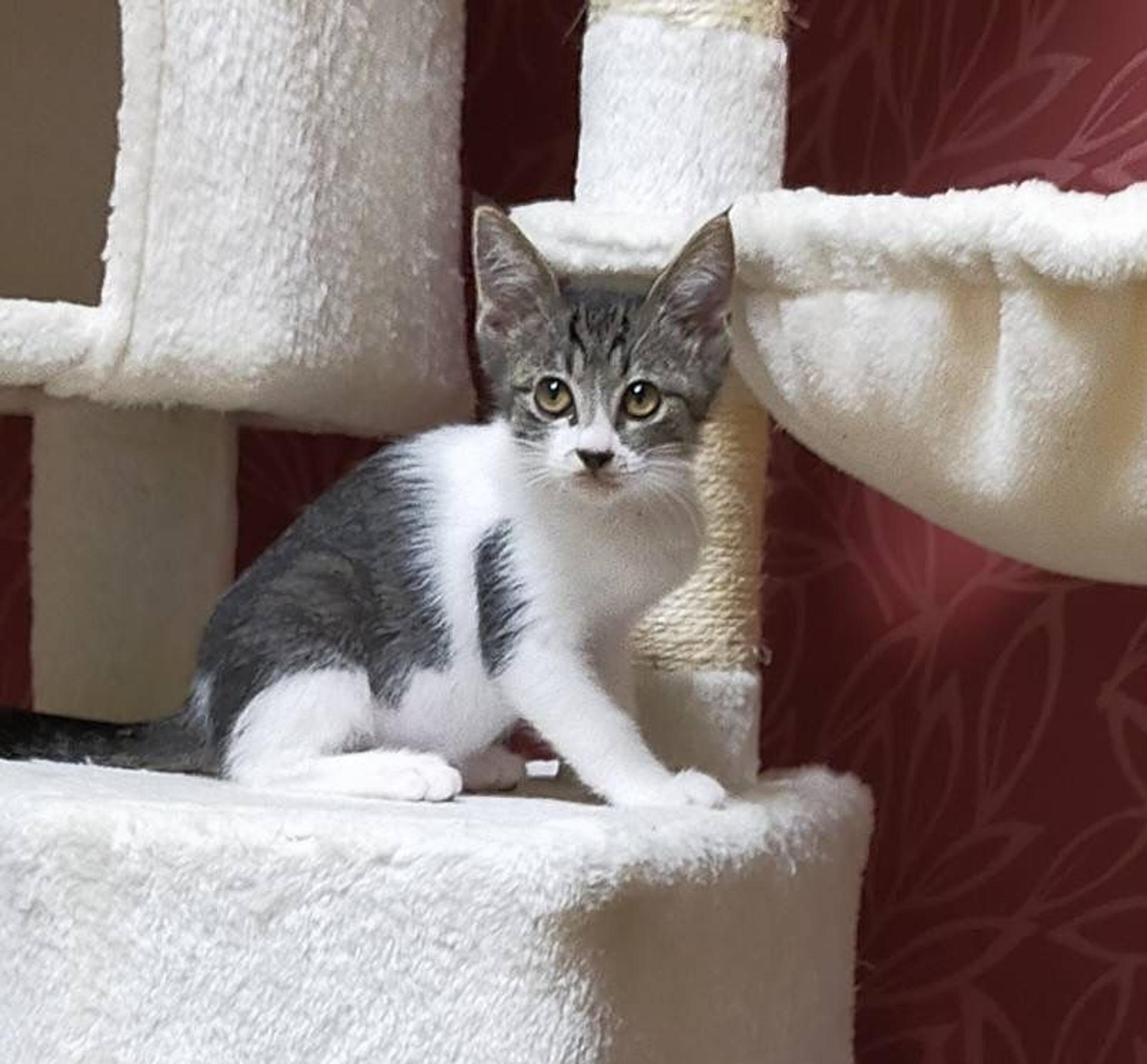 pet-image-4