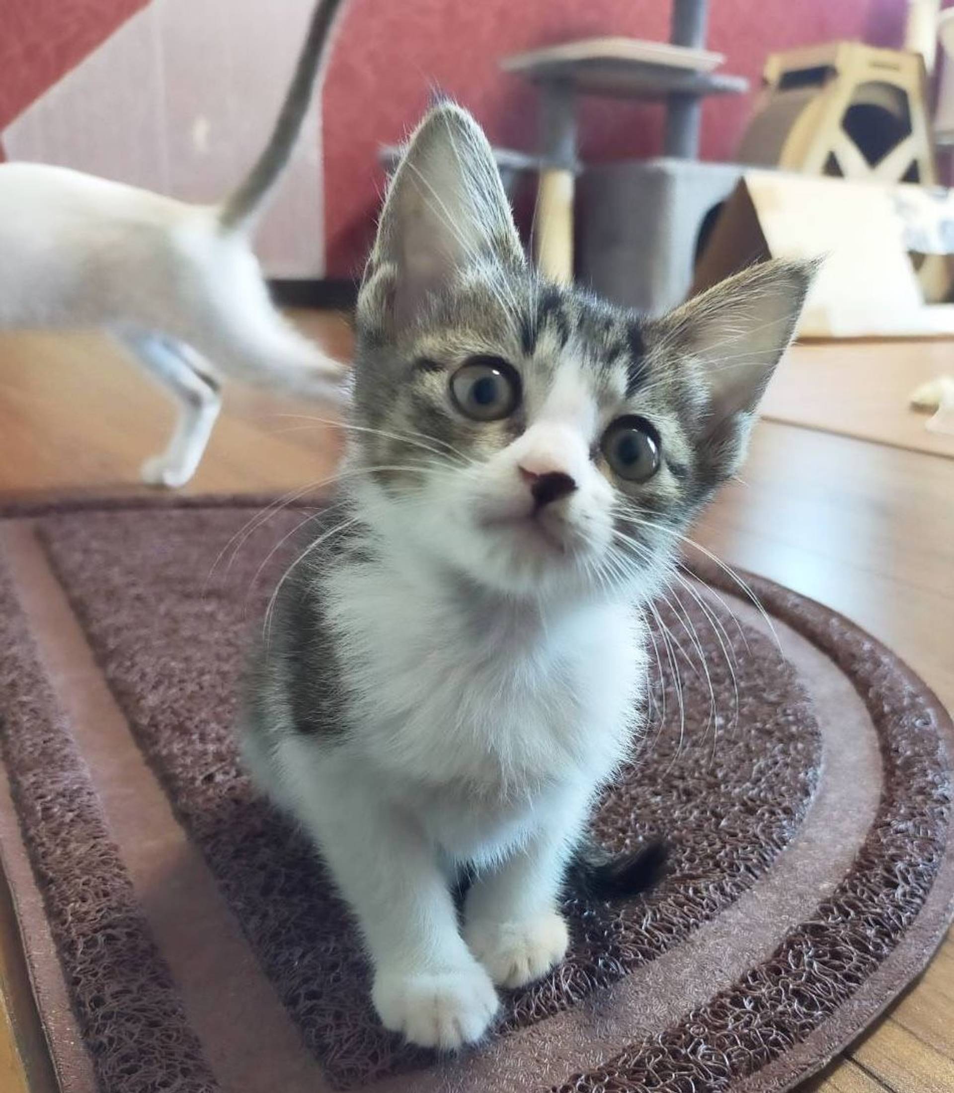 雑種（ミックス猫）・メスの里親募集の写真