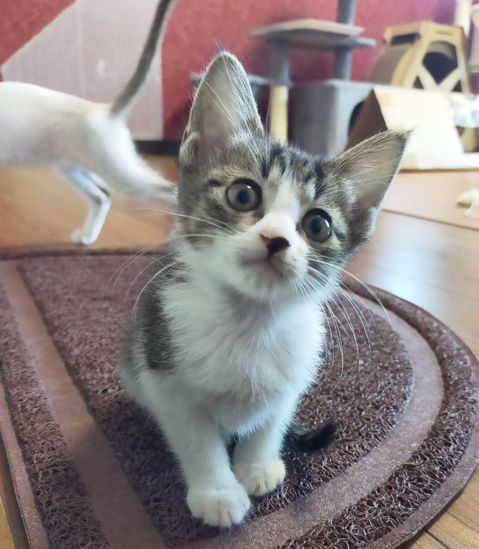 雑種（ミックス猫）・メスの里親募集の写真