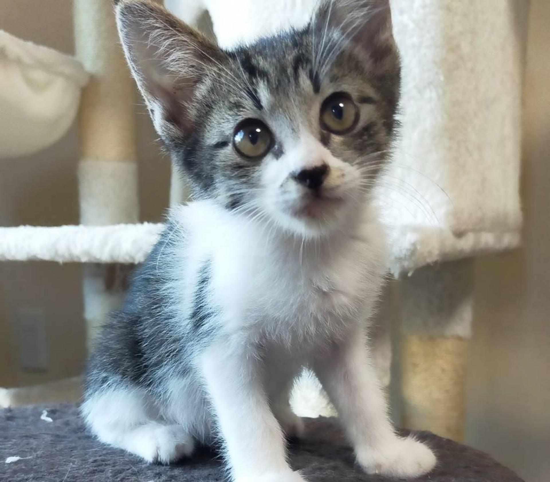 pet-image-2