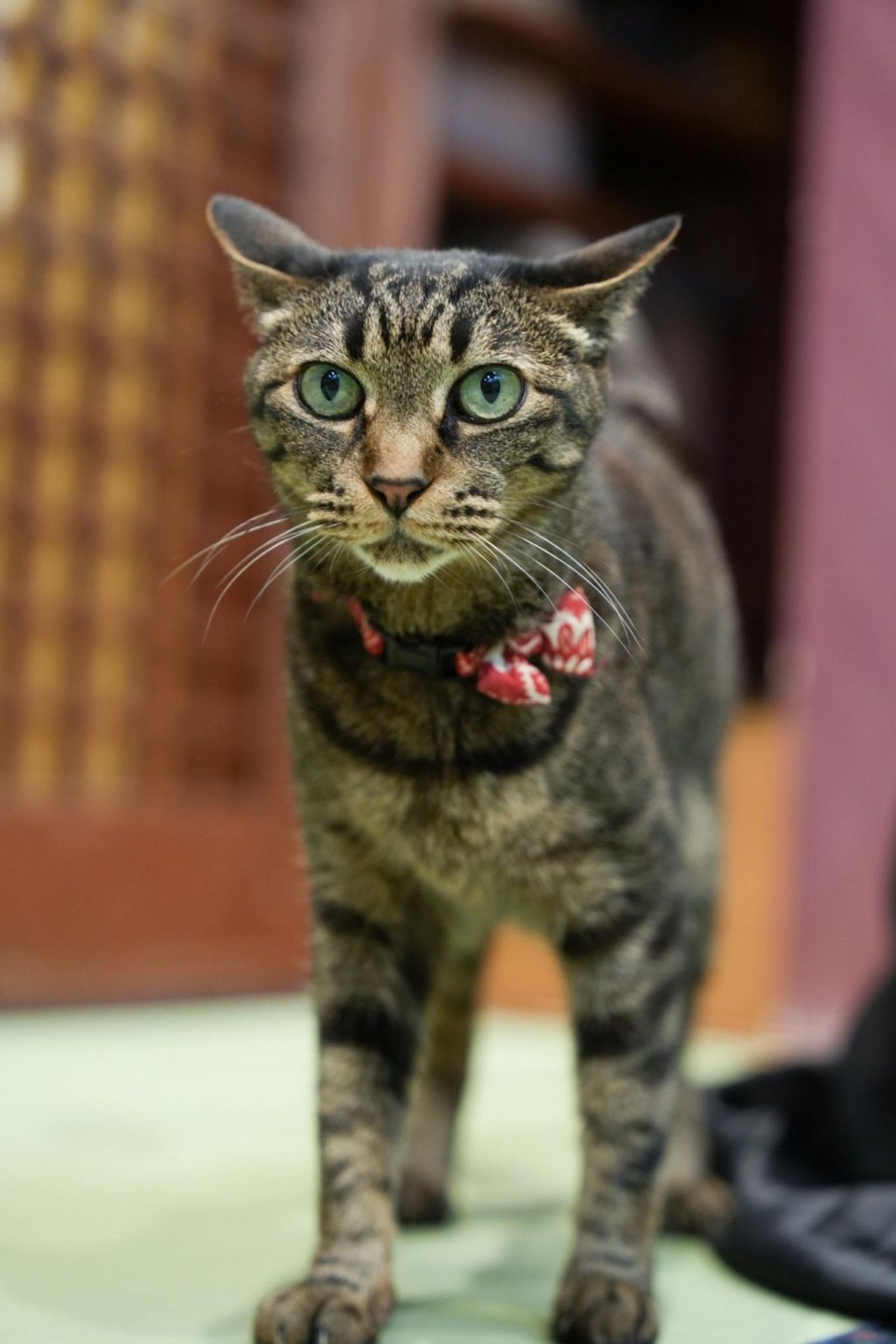 雑種（ミックス猫）・メスの里親募集の写真