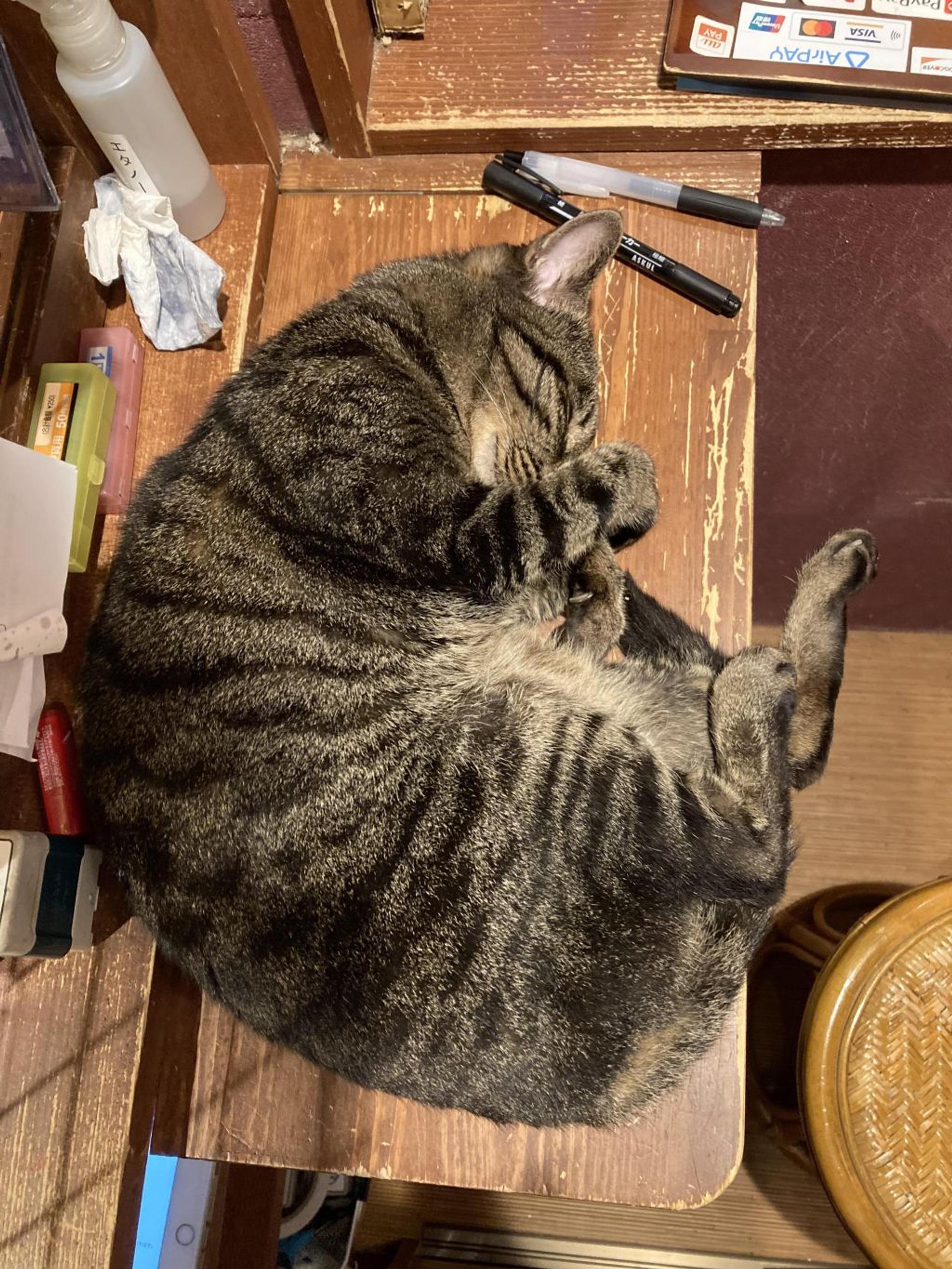 pet-image-5