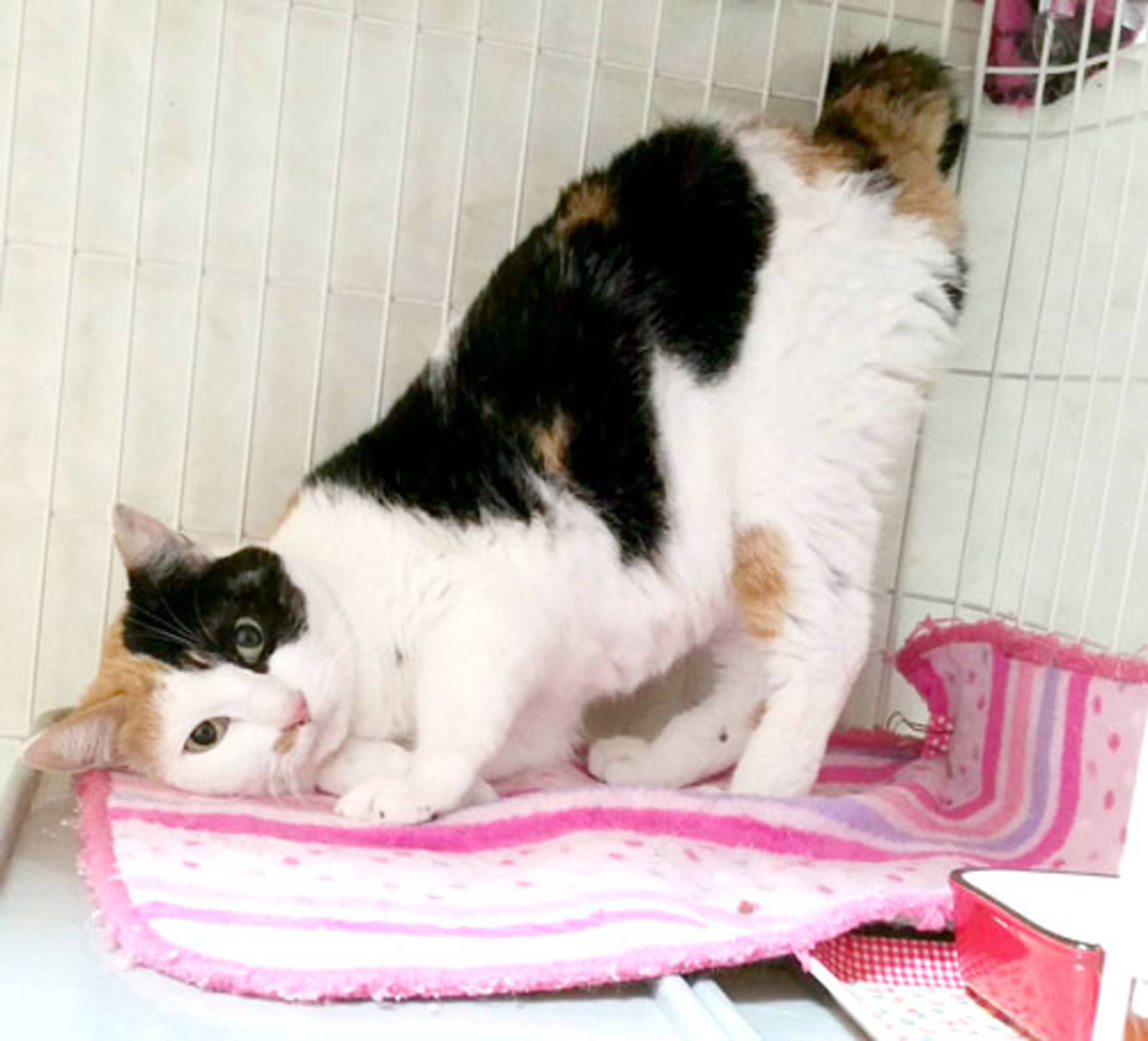 雑種（ミックス猫）・メスの里親募集の写真