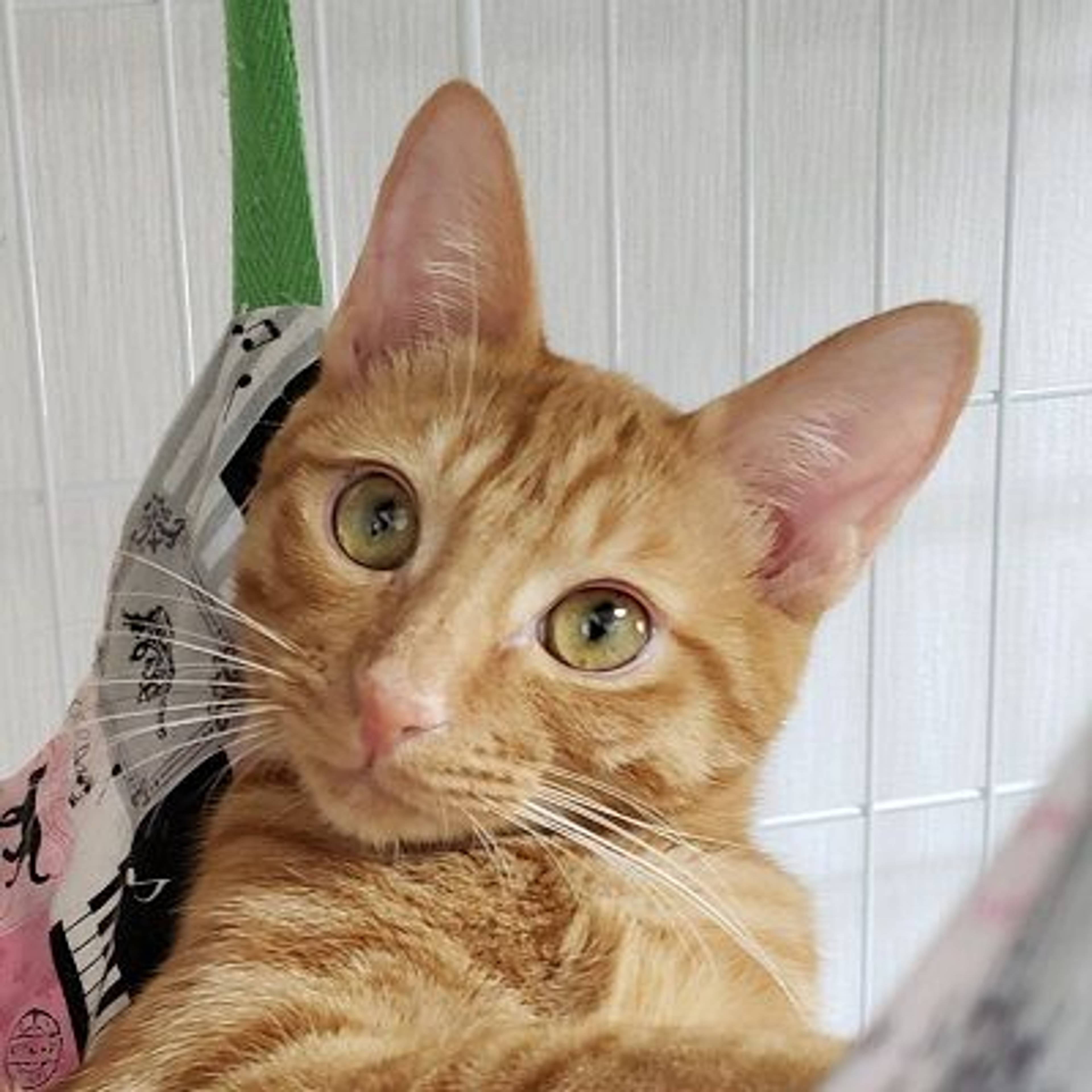 雑種（ミックス猫）・オスの里親募集の写真