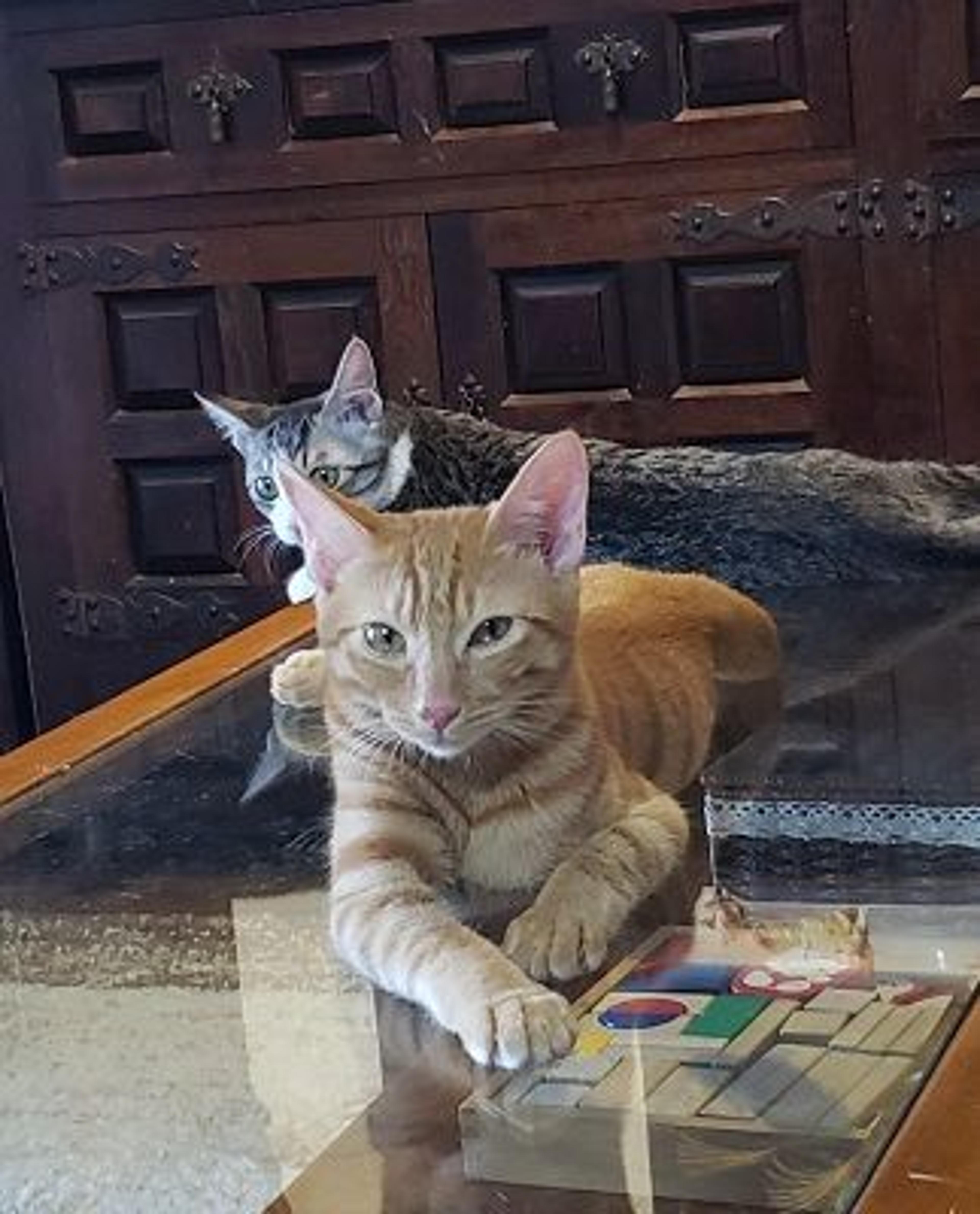 pet-image-3