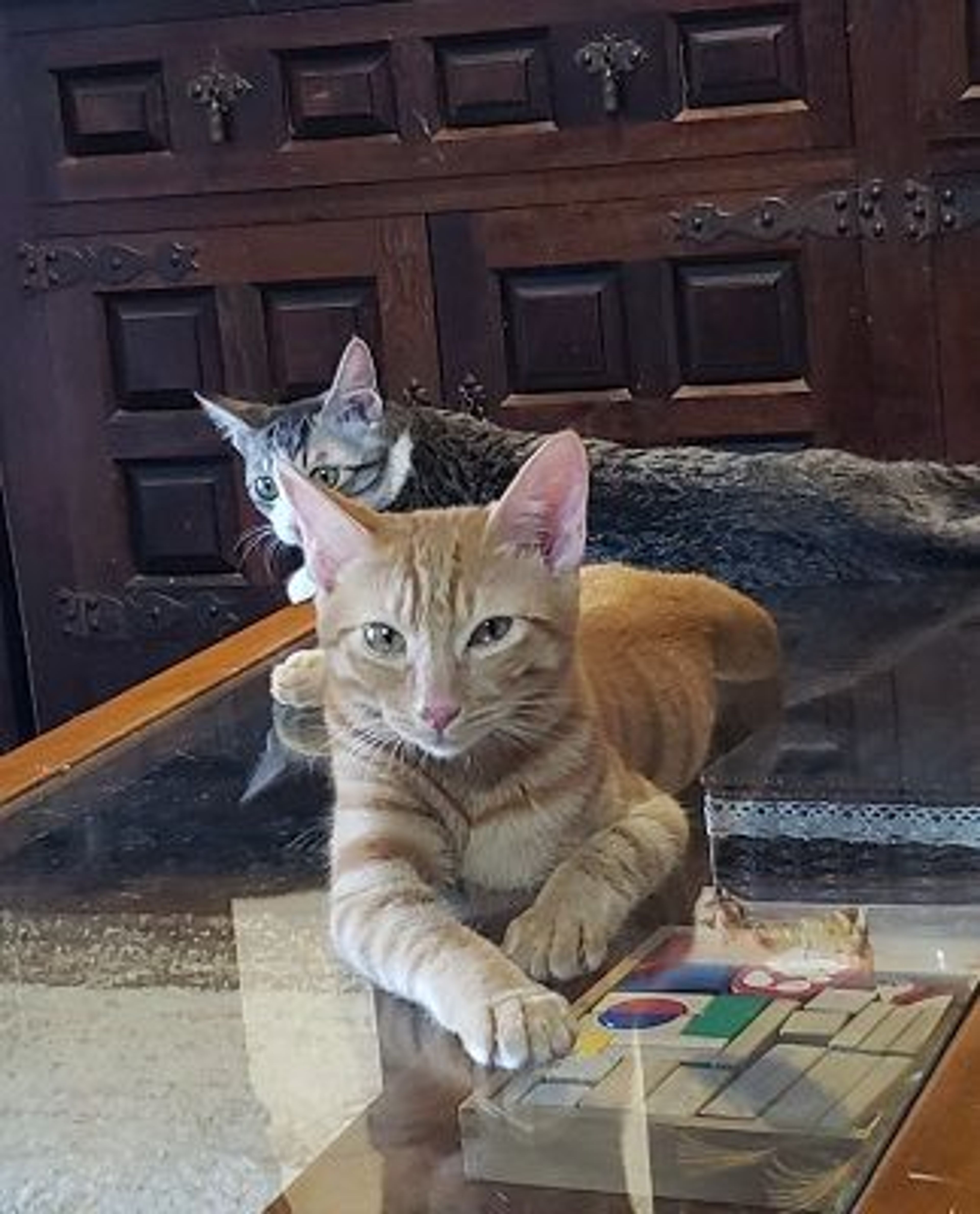 pet-image-3