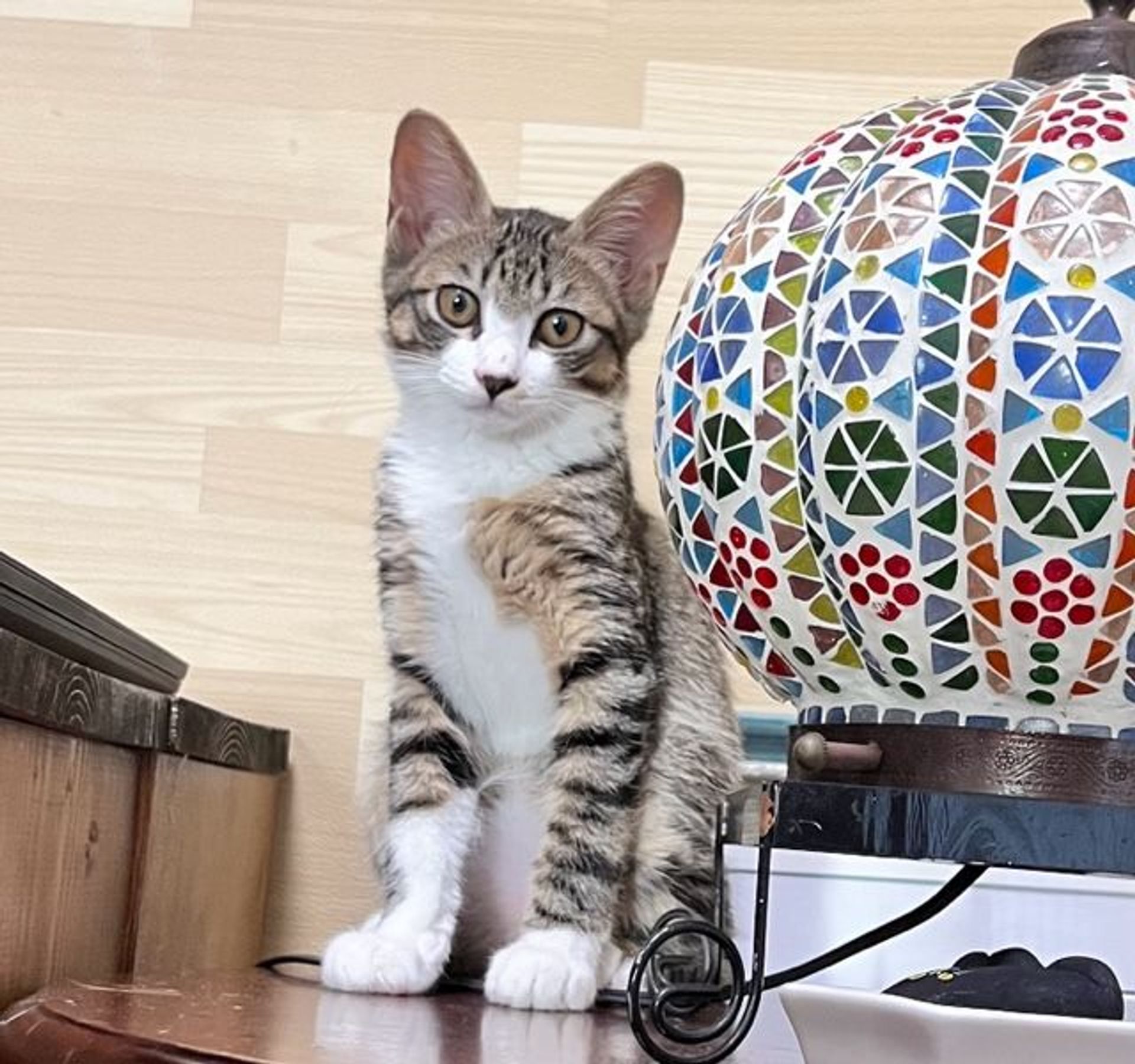 雑種（ミックス猫）・オスの里親募集の写真