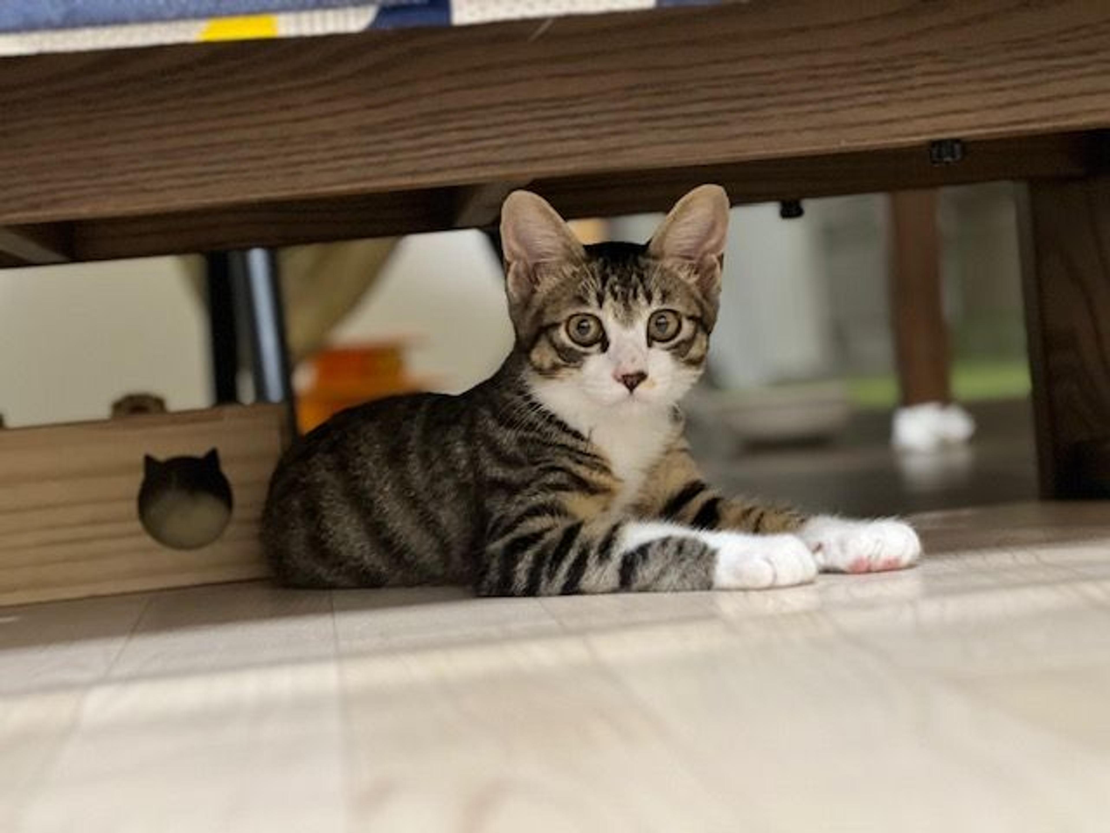 pet-image-3