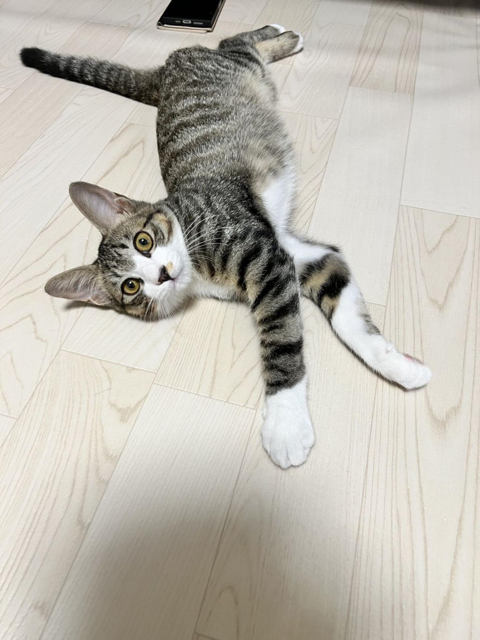 pet-image-2