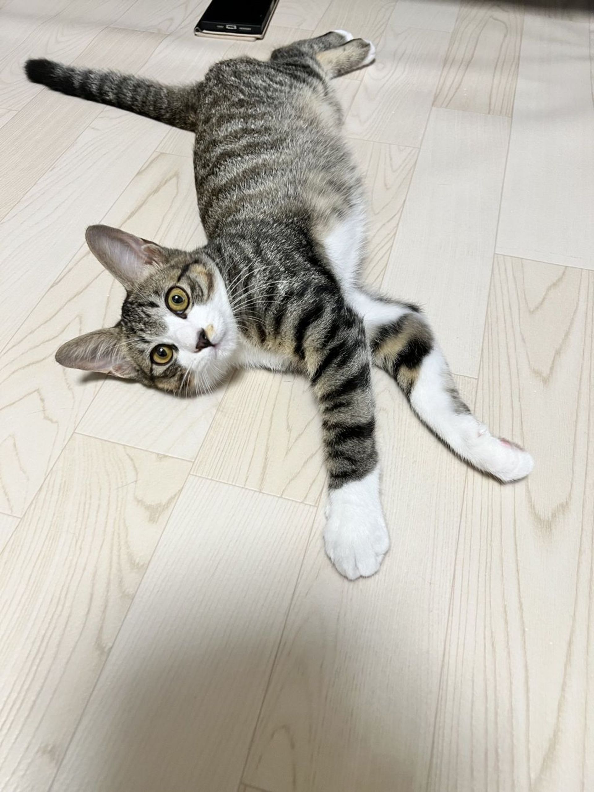 雑種（ミックス猫）・オスの里親募集の写真