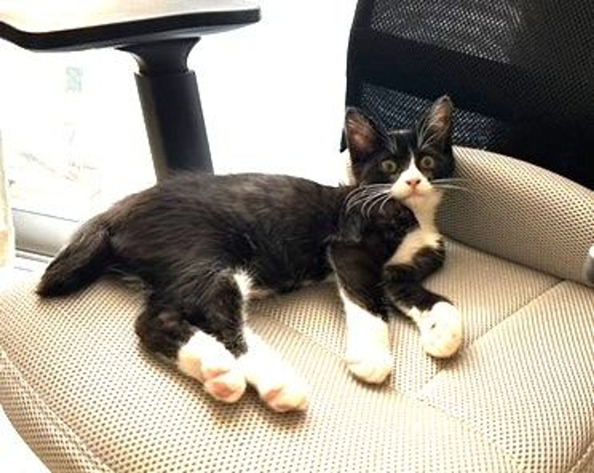 雑種（ミックス猫）・オスの里親募集の写真