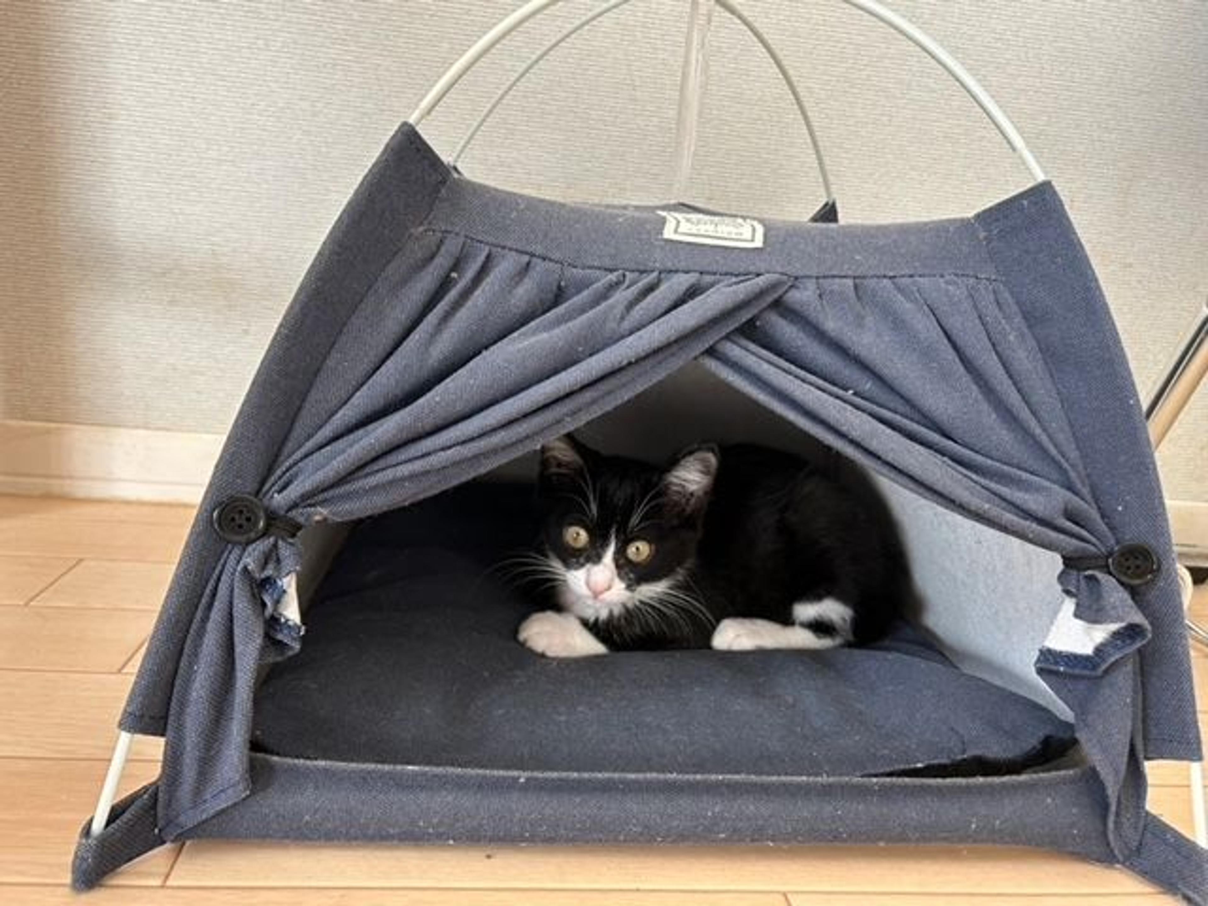 pet-image-3
