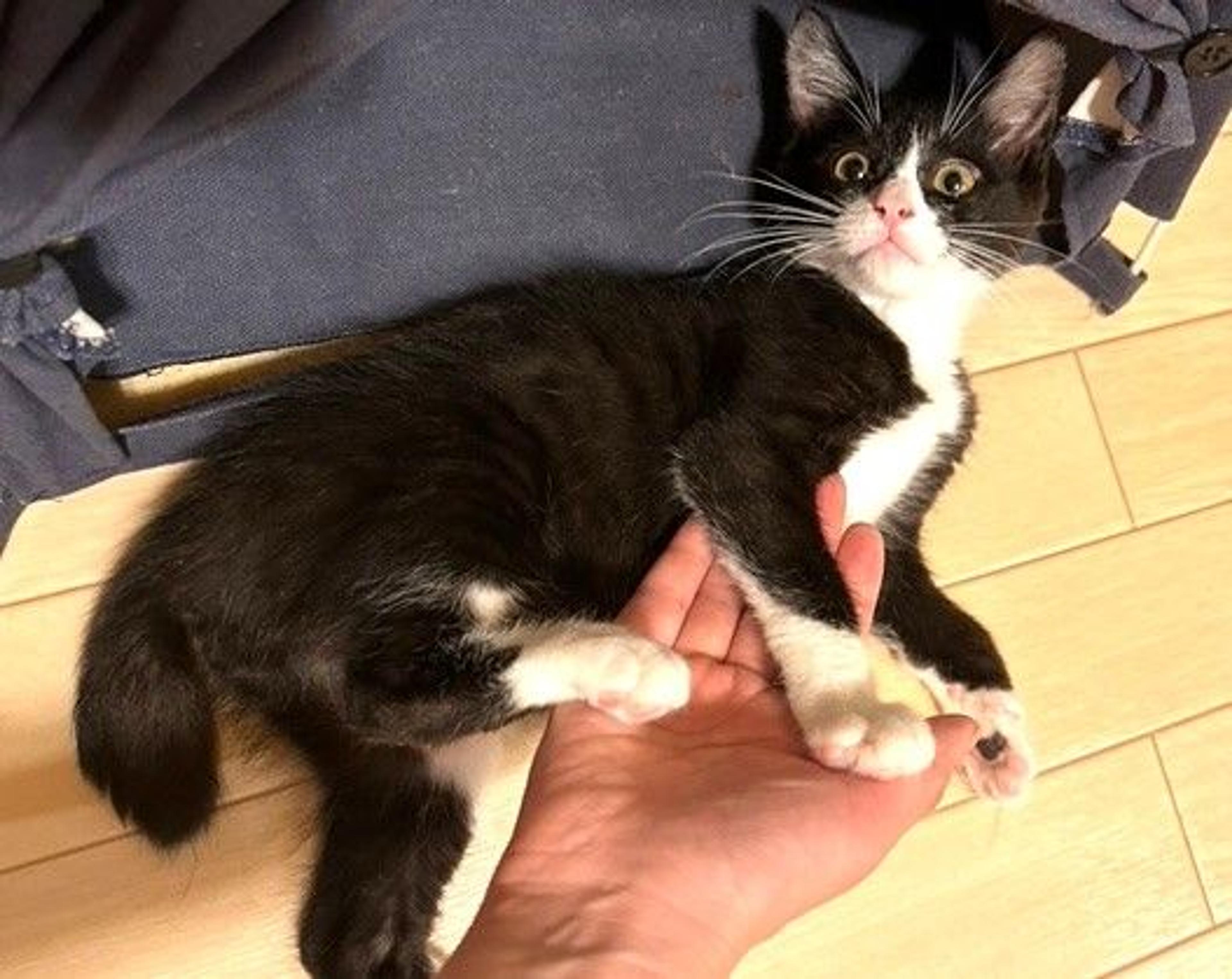 pet-image-4