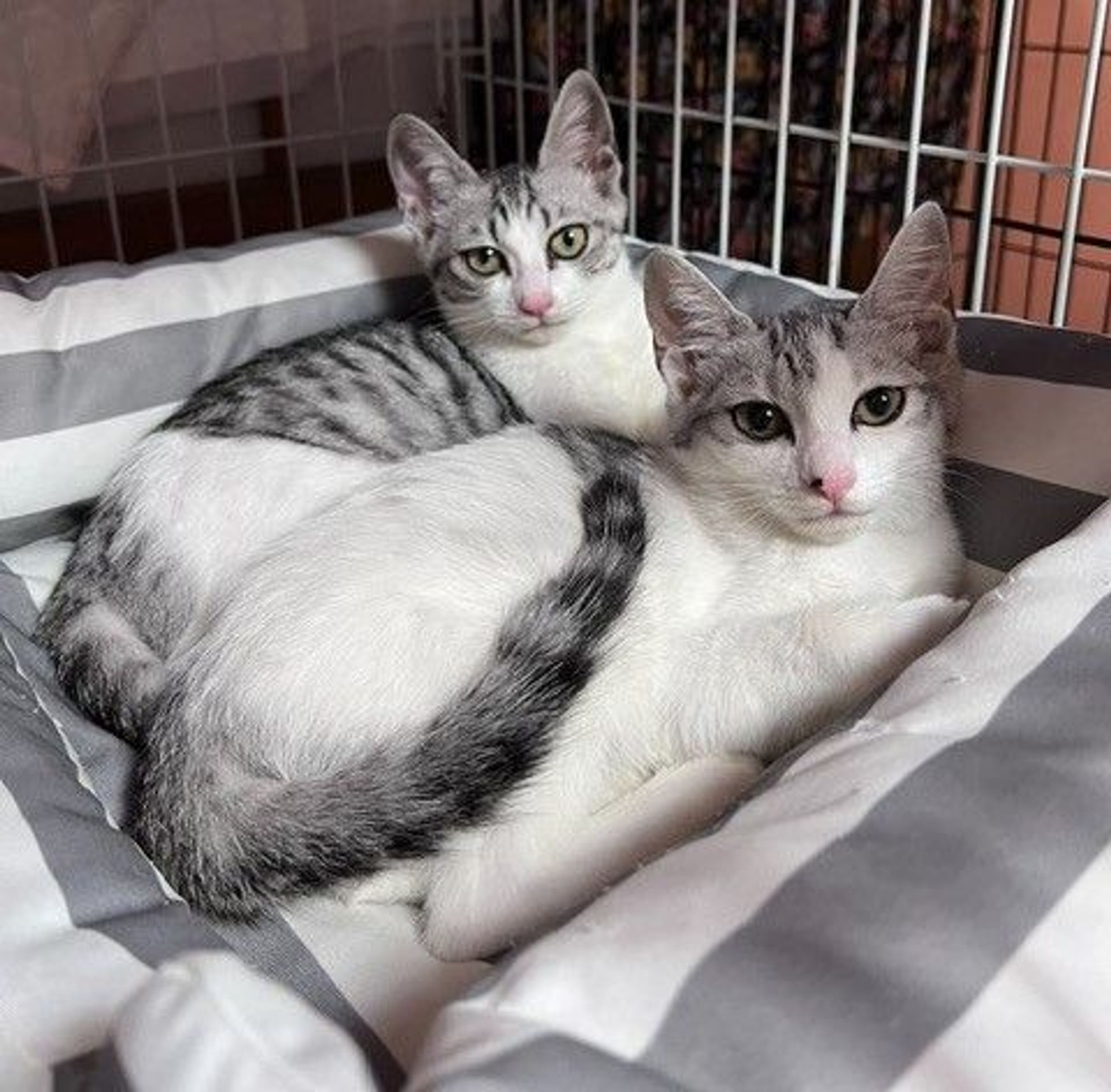 雑種（ミックス猫）・メスの里親募集の写真