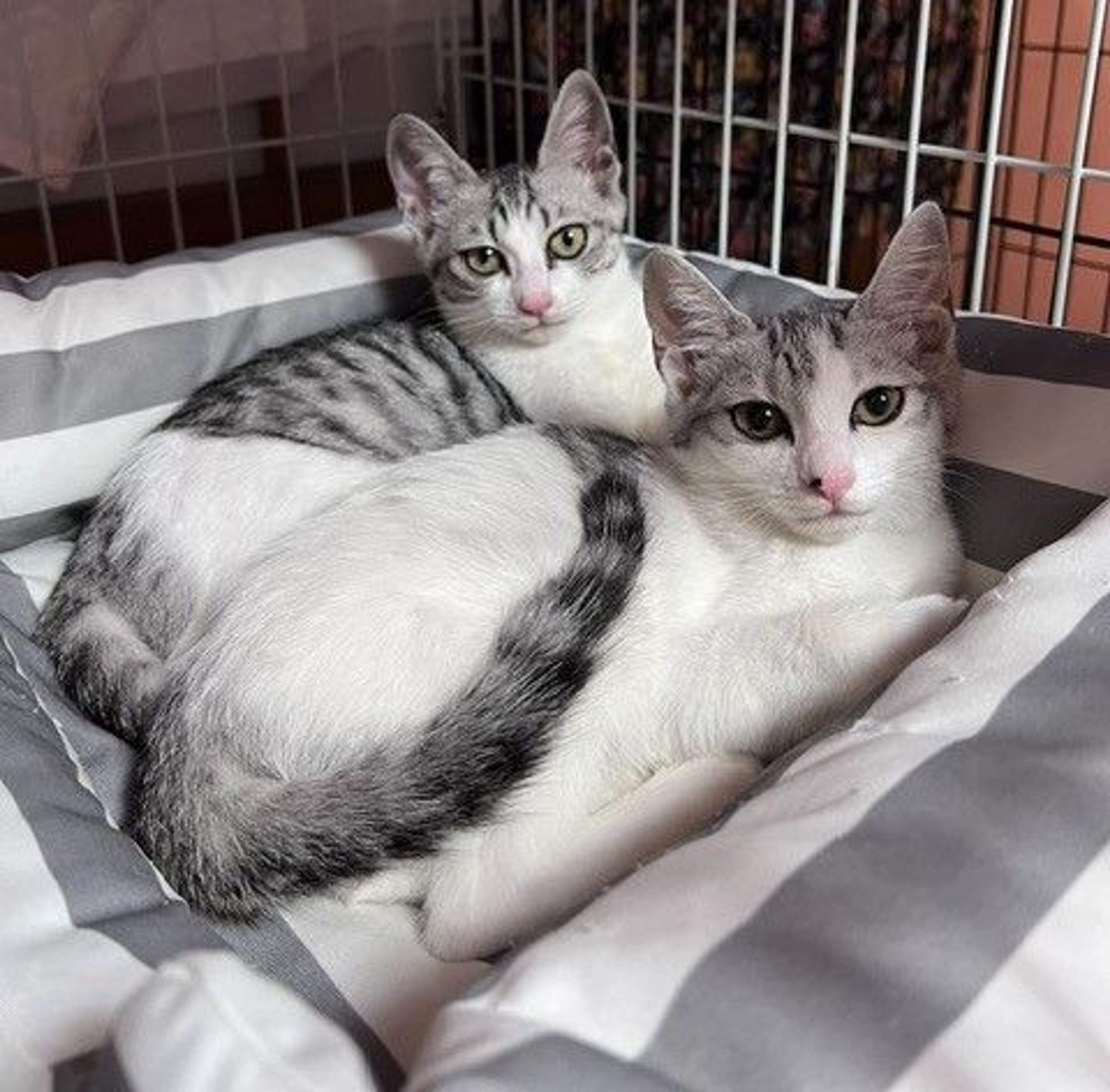 雑種（ミックス猫）・メスの里親募集の写真