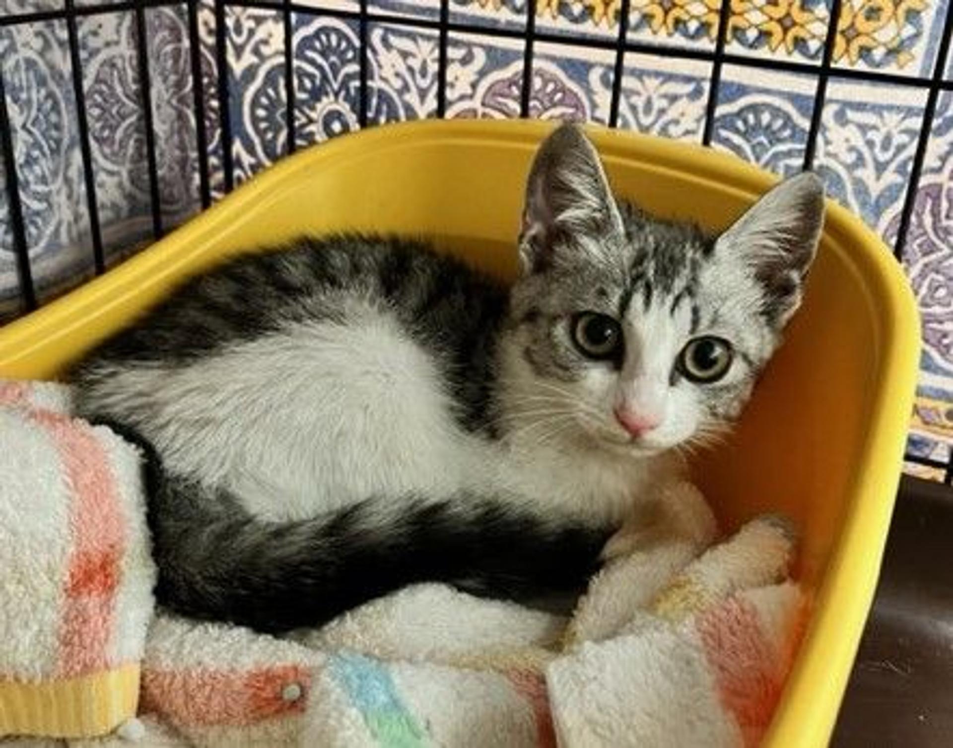 pet-image-3
