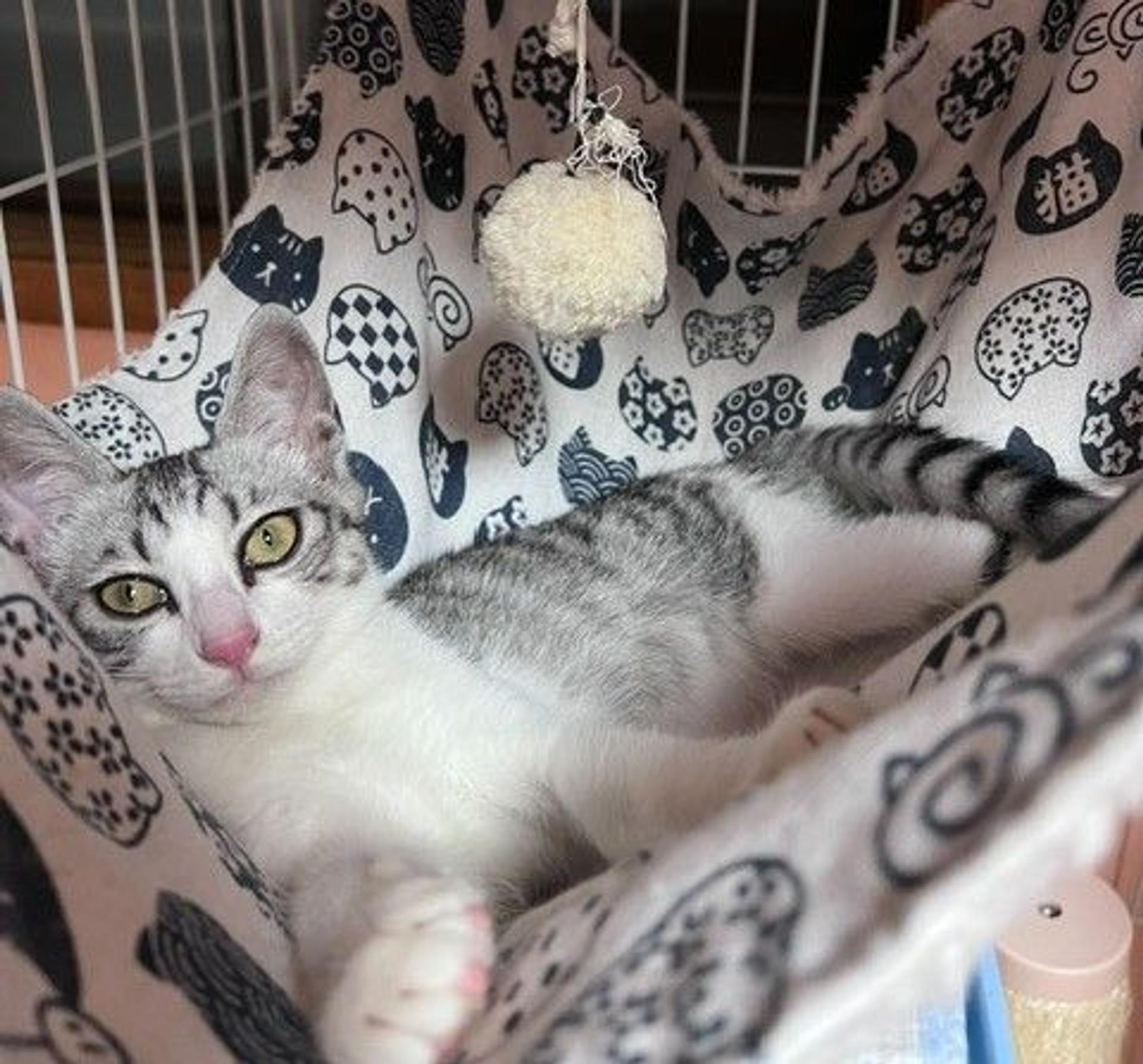 pet-image-4