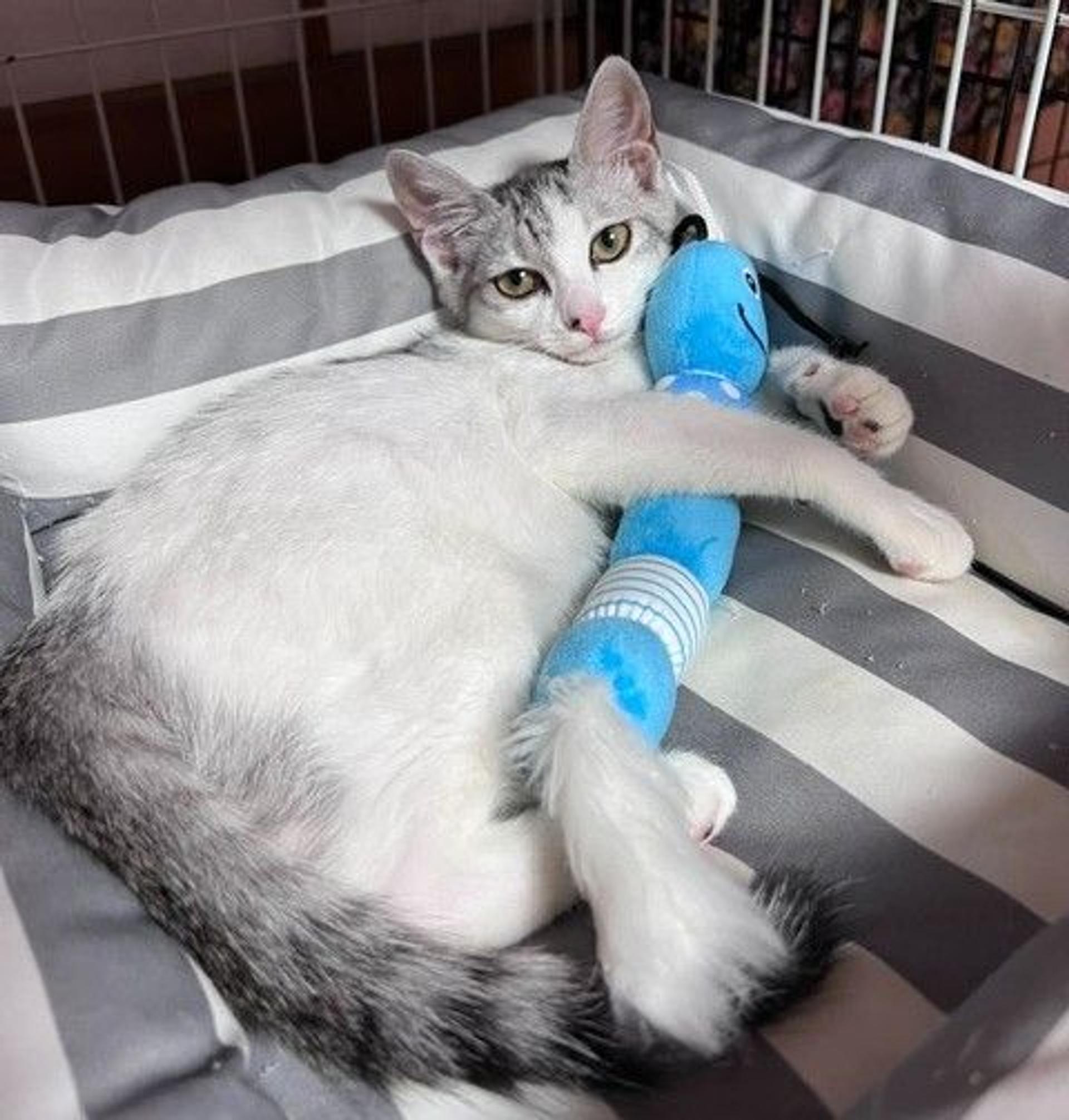 pet-image-5