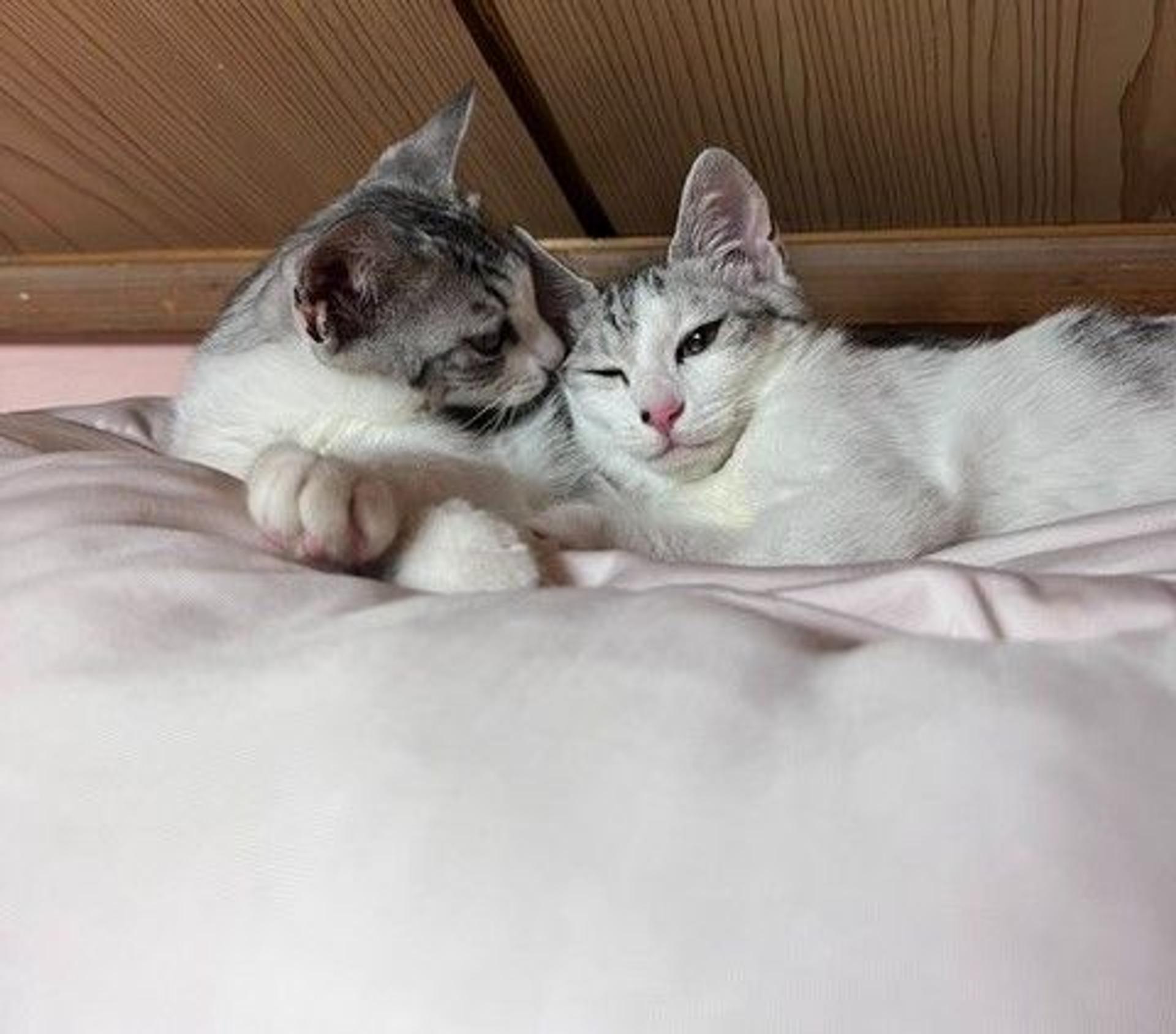 pet-image-7