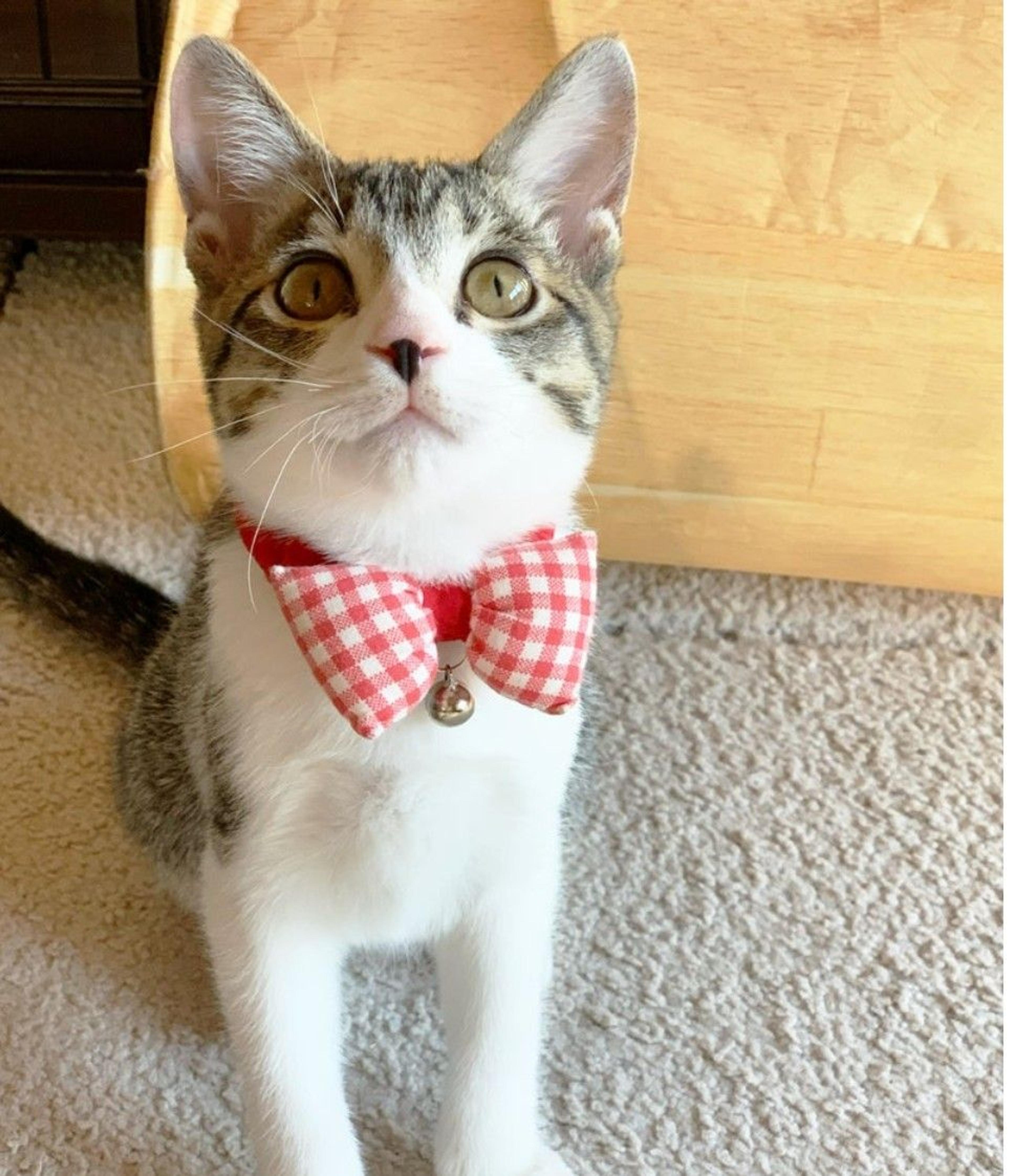 pet-image-2