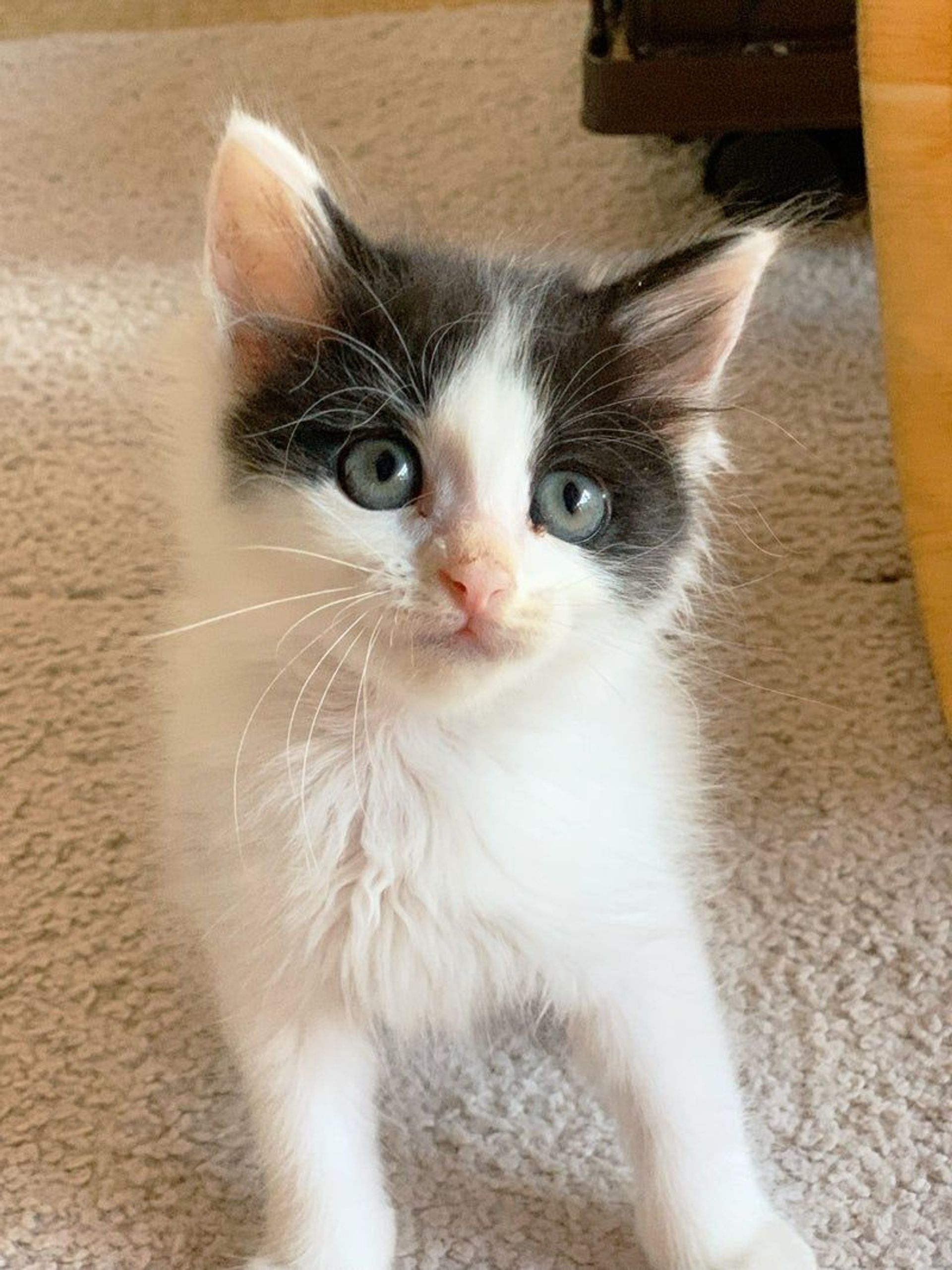 雑種（ミックス猫）・メスの里親募集の写真