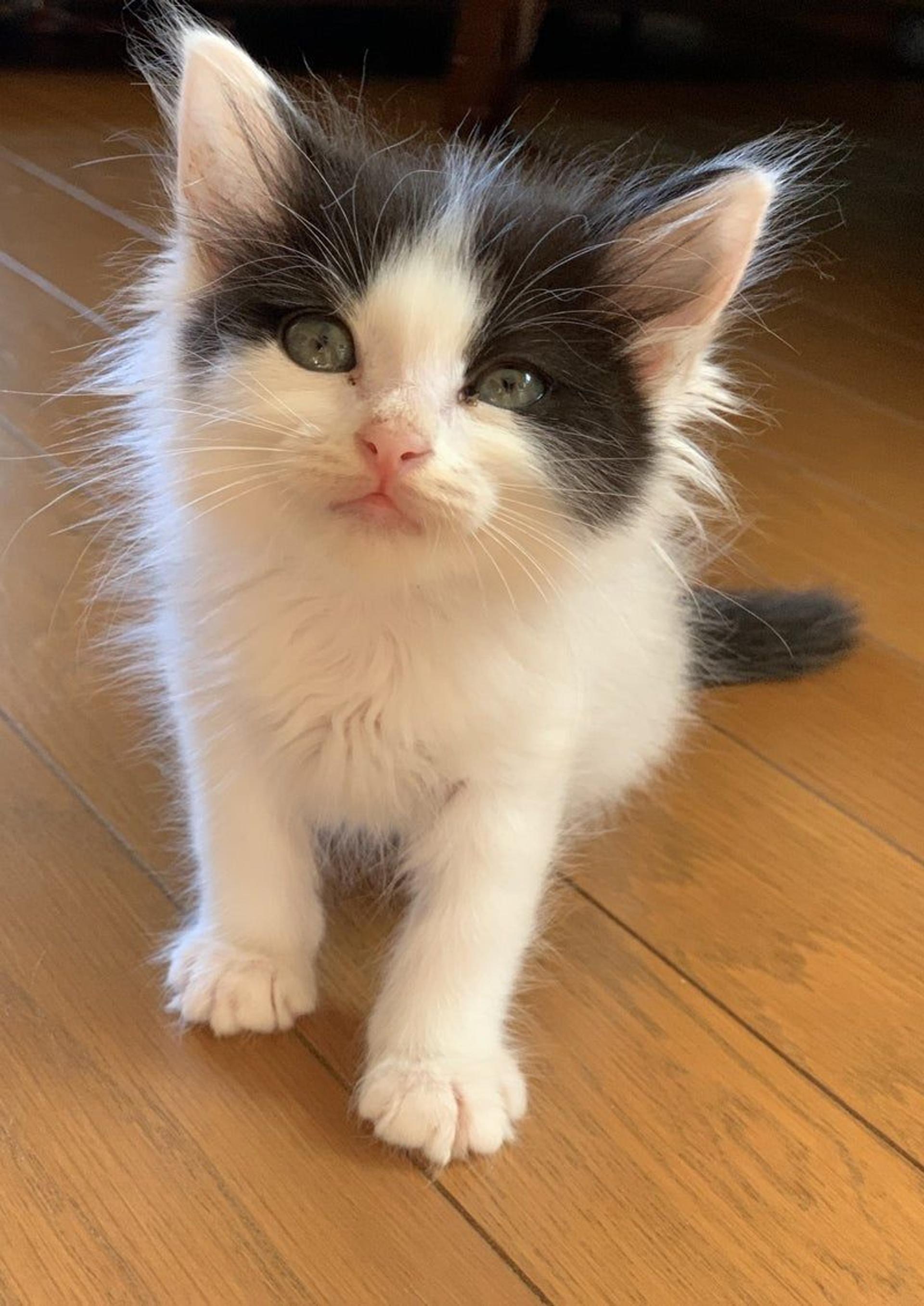 pet-image-2