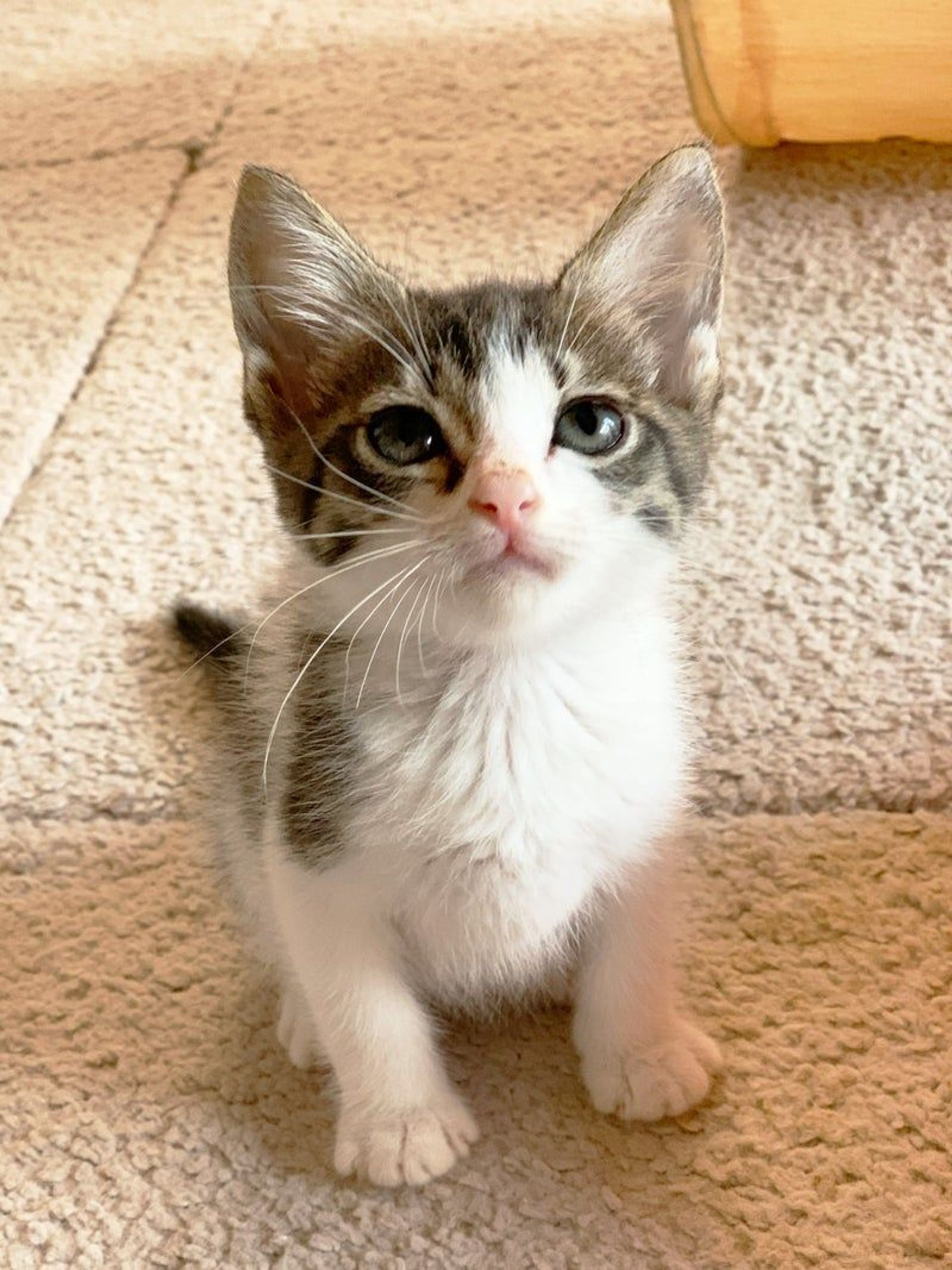 雑種（ミックス猫）・メスの里親募集の写真