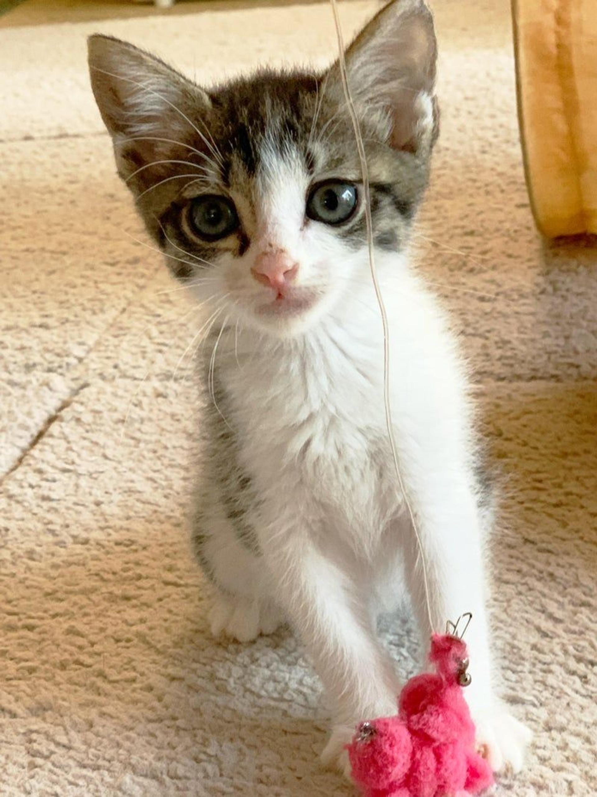 pet-image-3