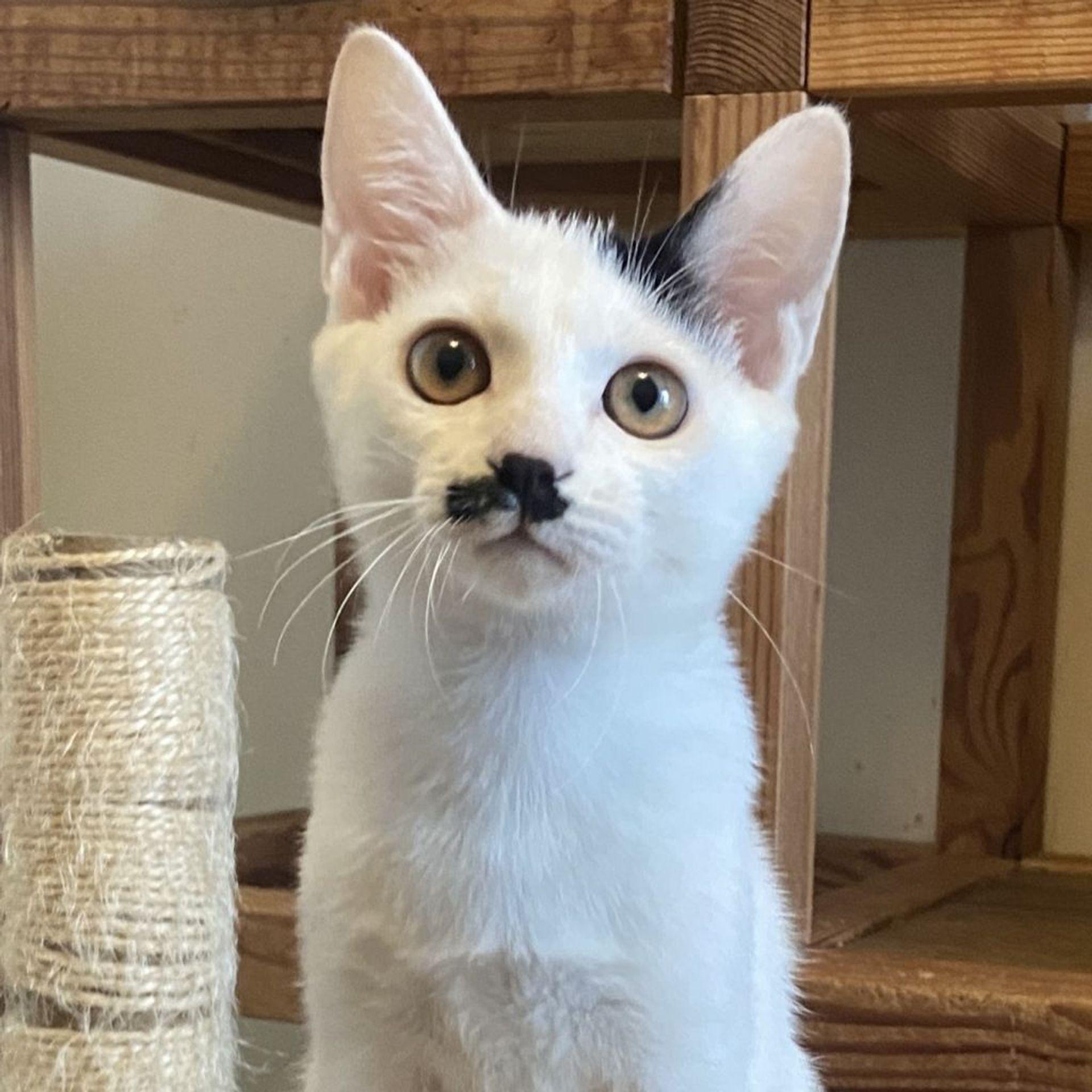 雑種（ミックス猫）・オスの里親募集の写真