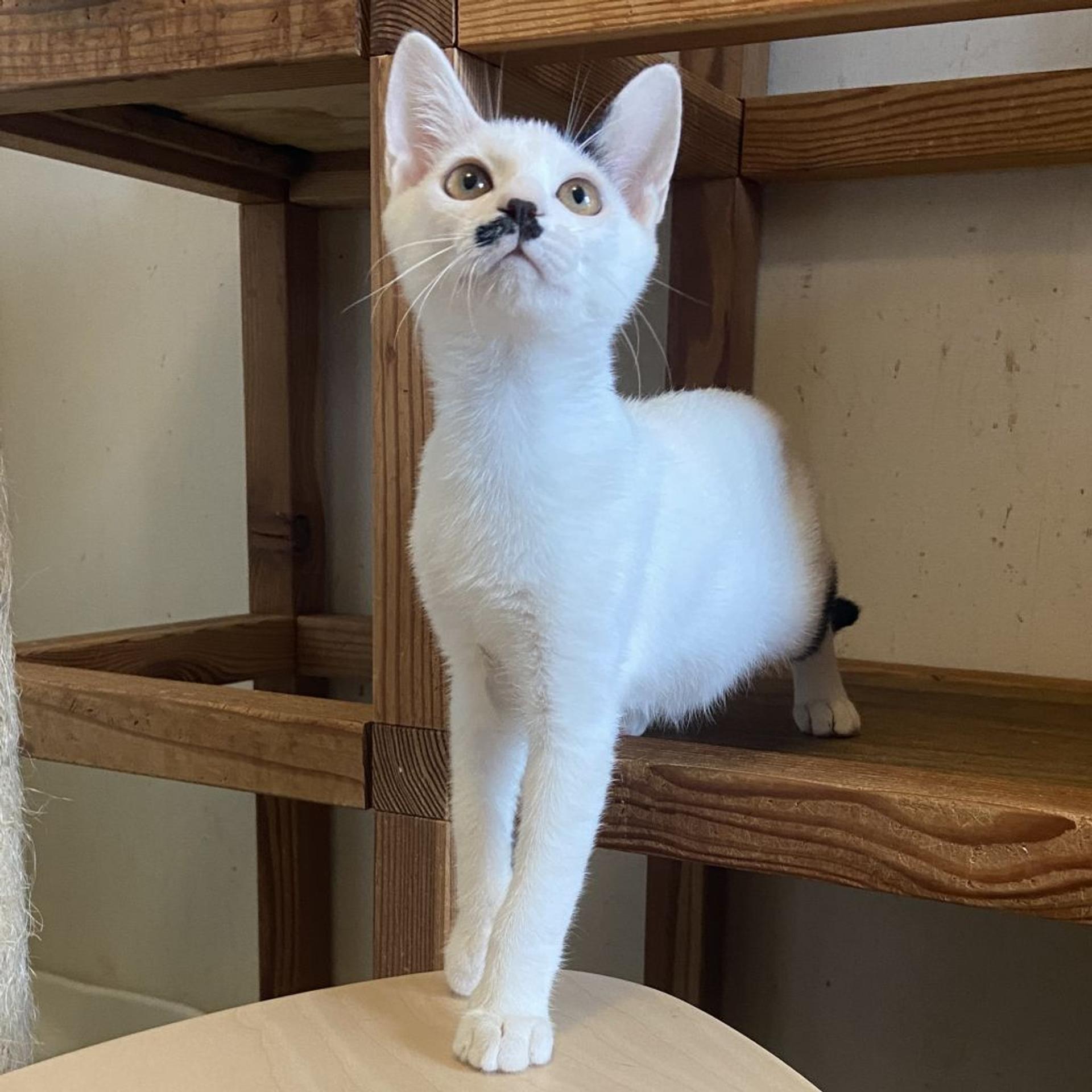 pet-image-3