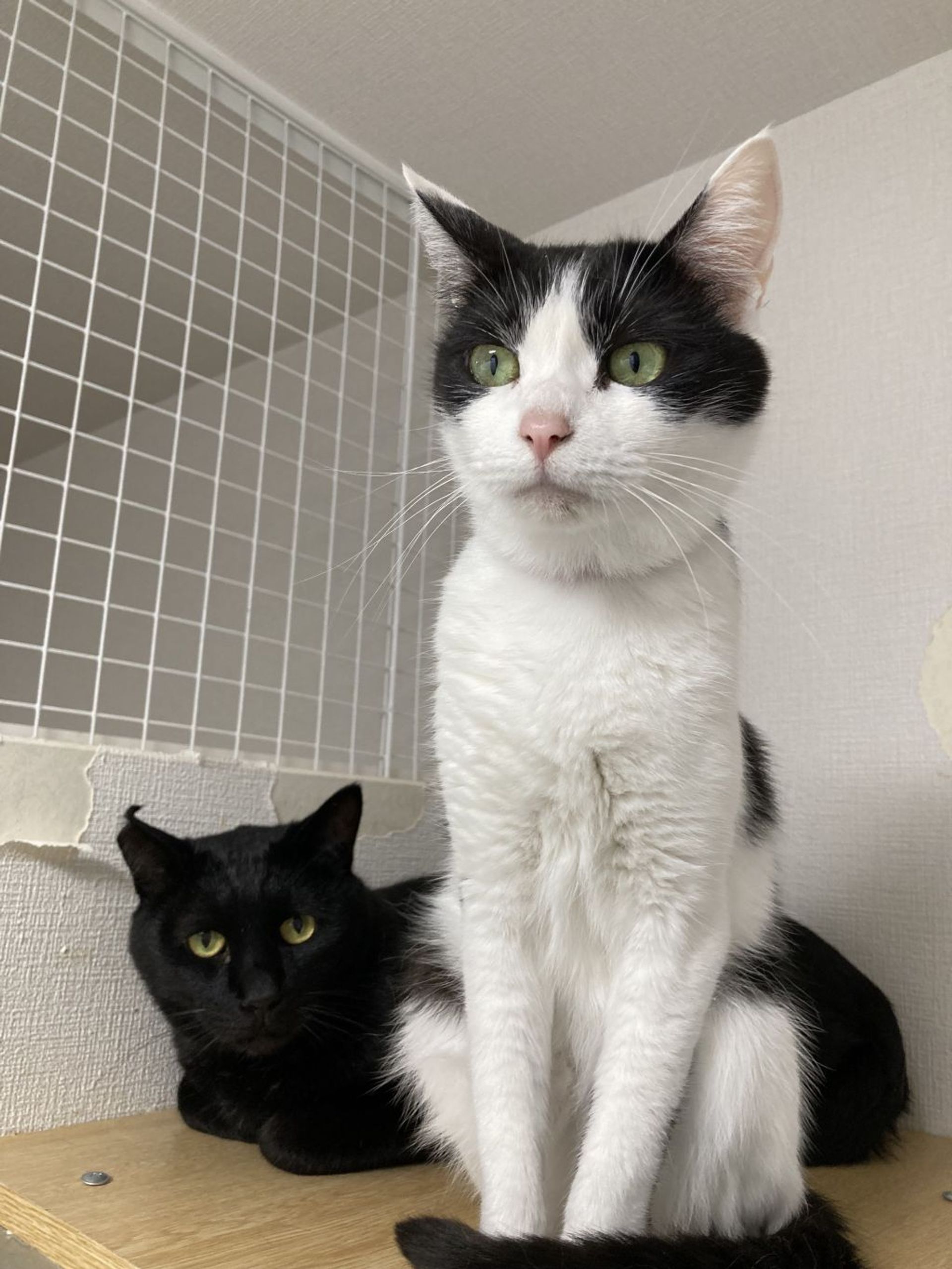 雑種（ミックス猫）・メスの里親募集の写真