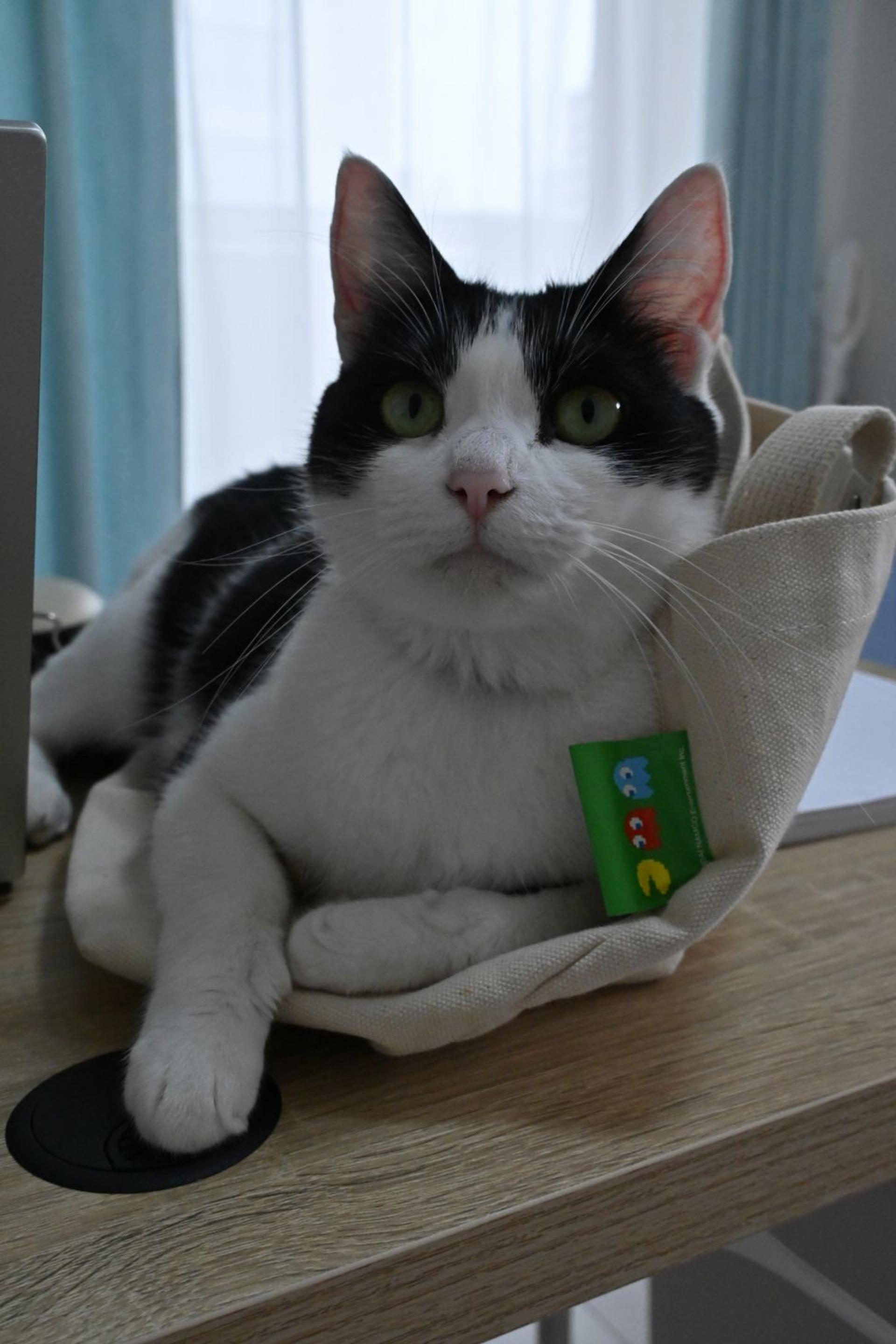 pet-image-3