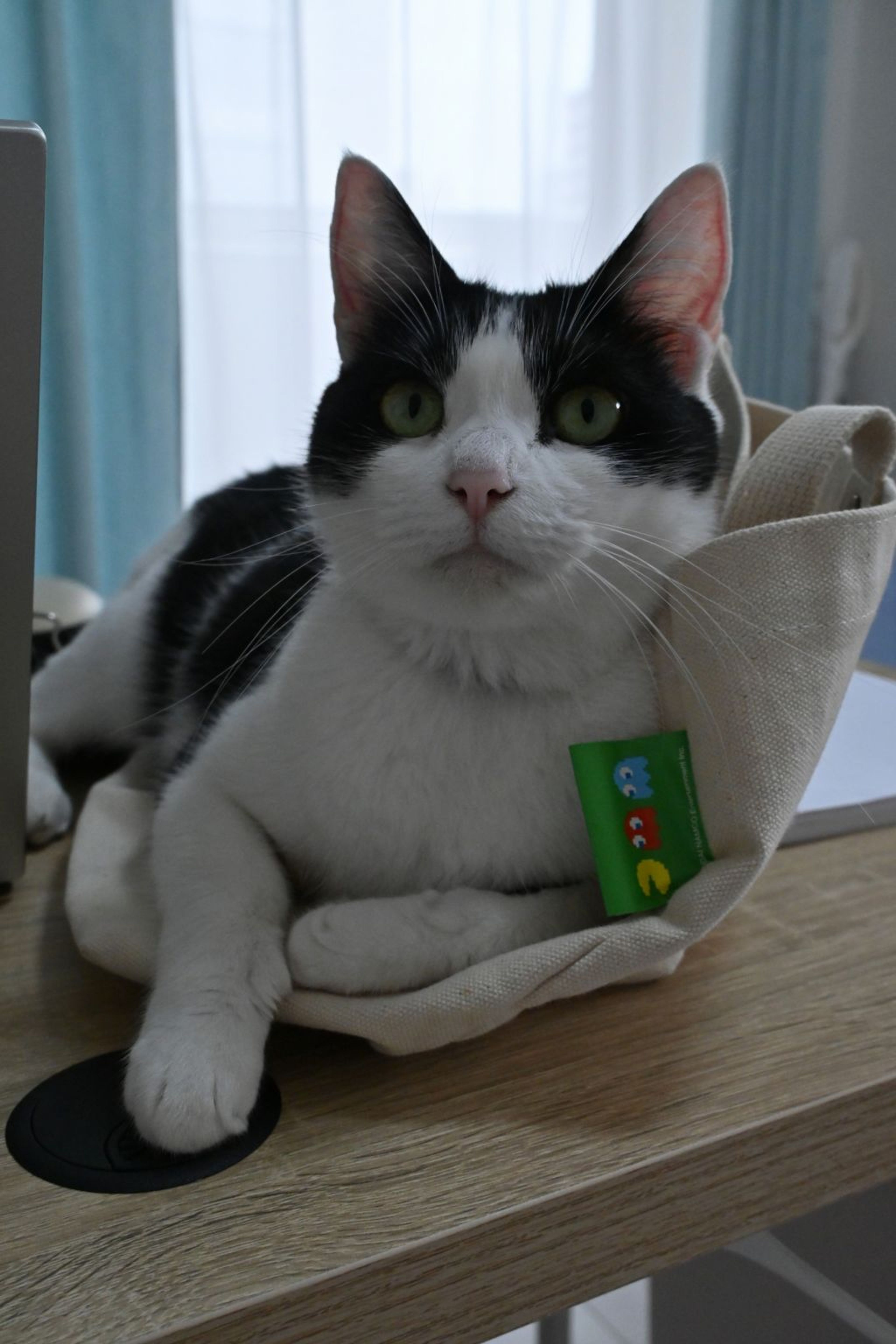 pet-image-3