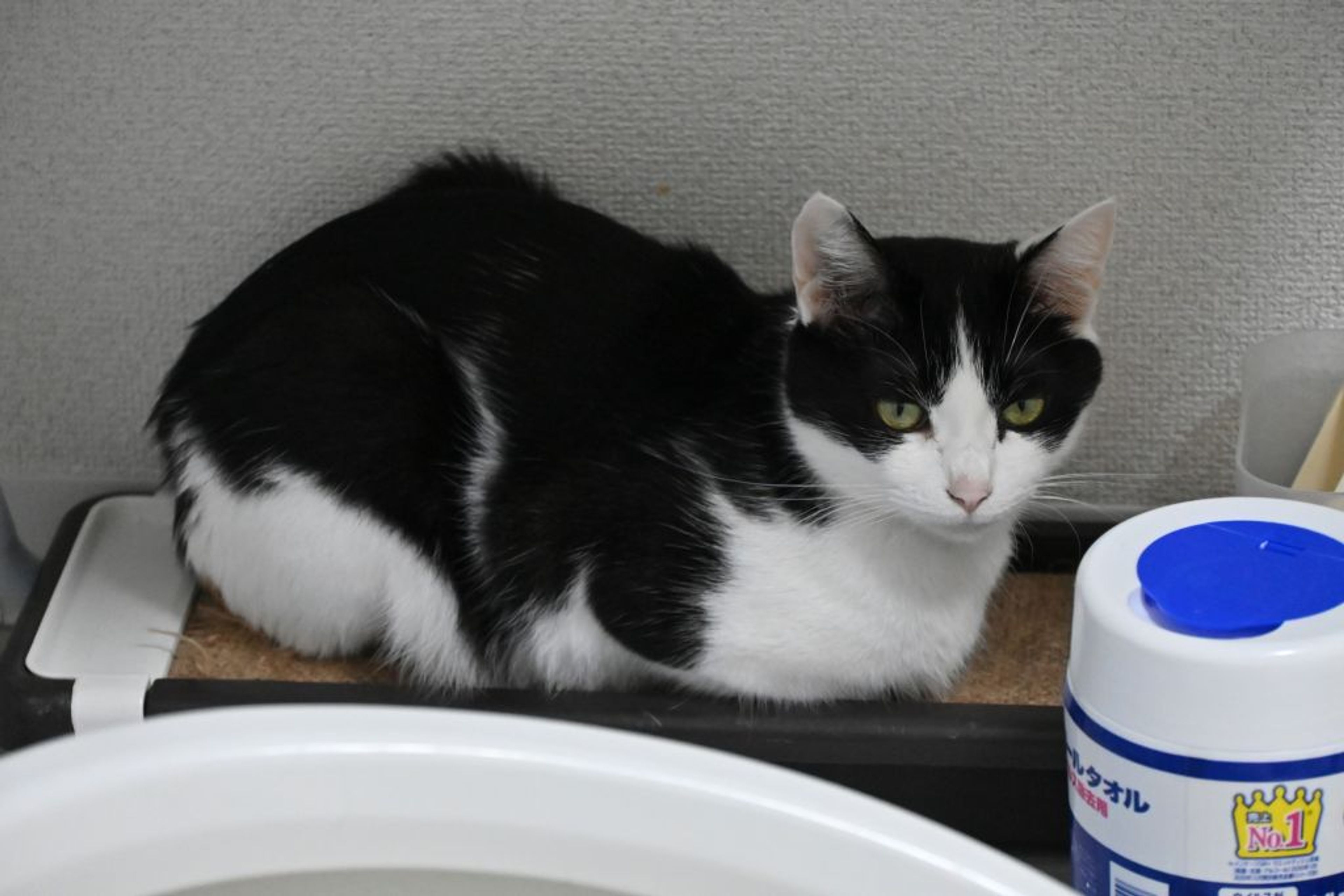 pet-image-4
