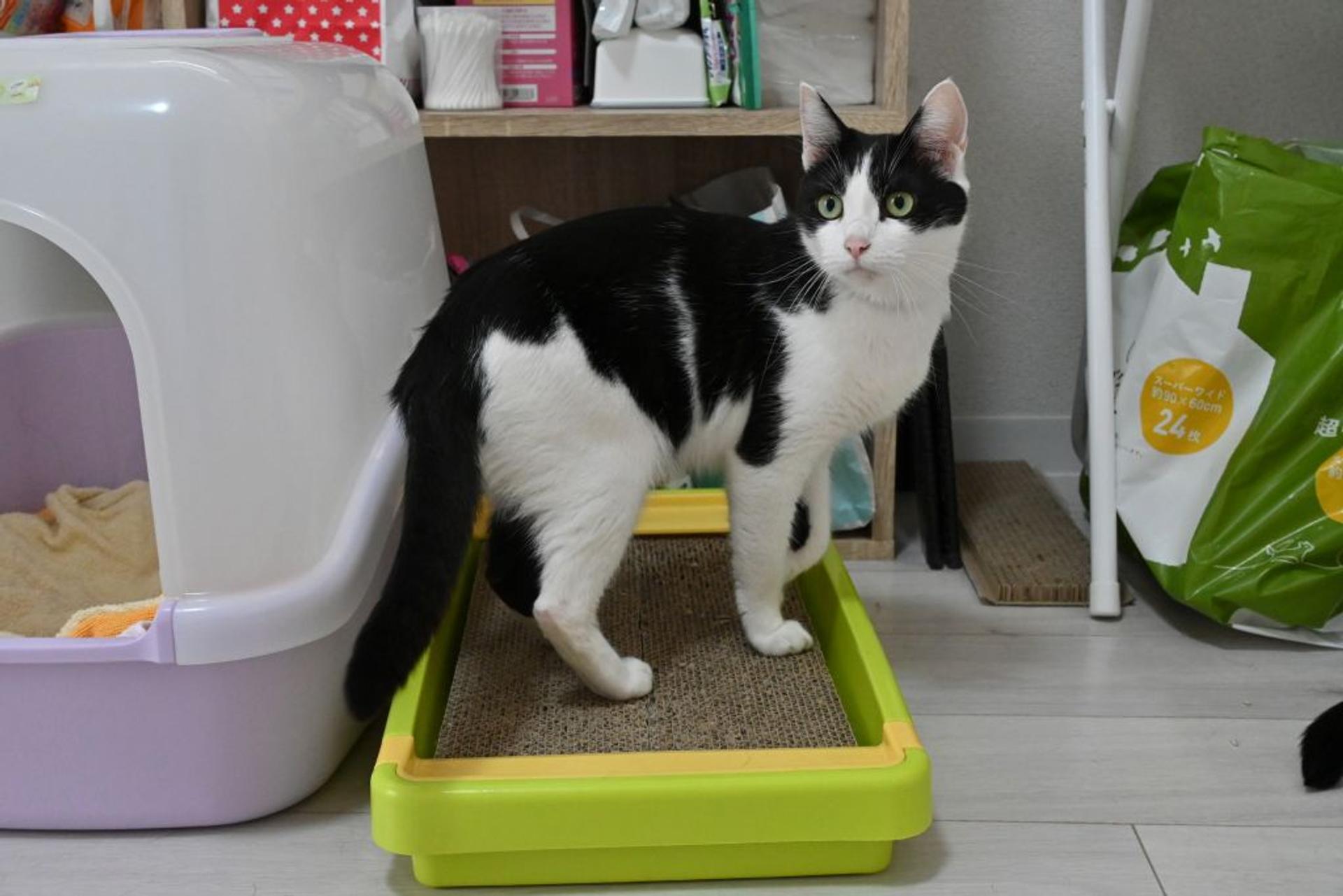pet-image-5