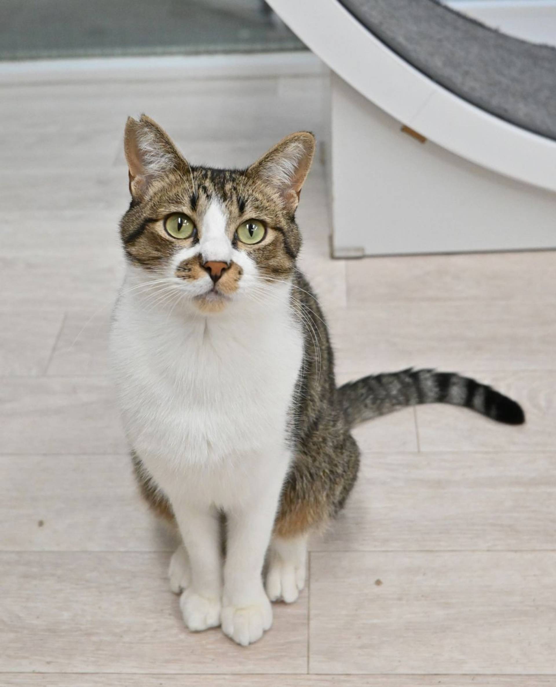 雑種（ミックス猫）・オスの里親募集の写真