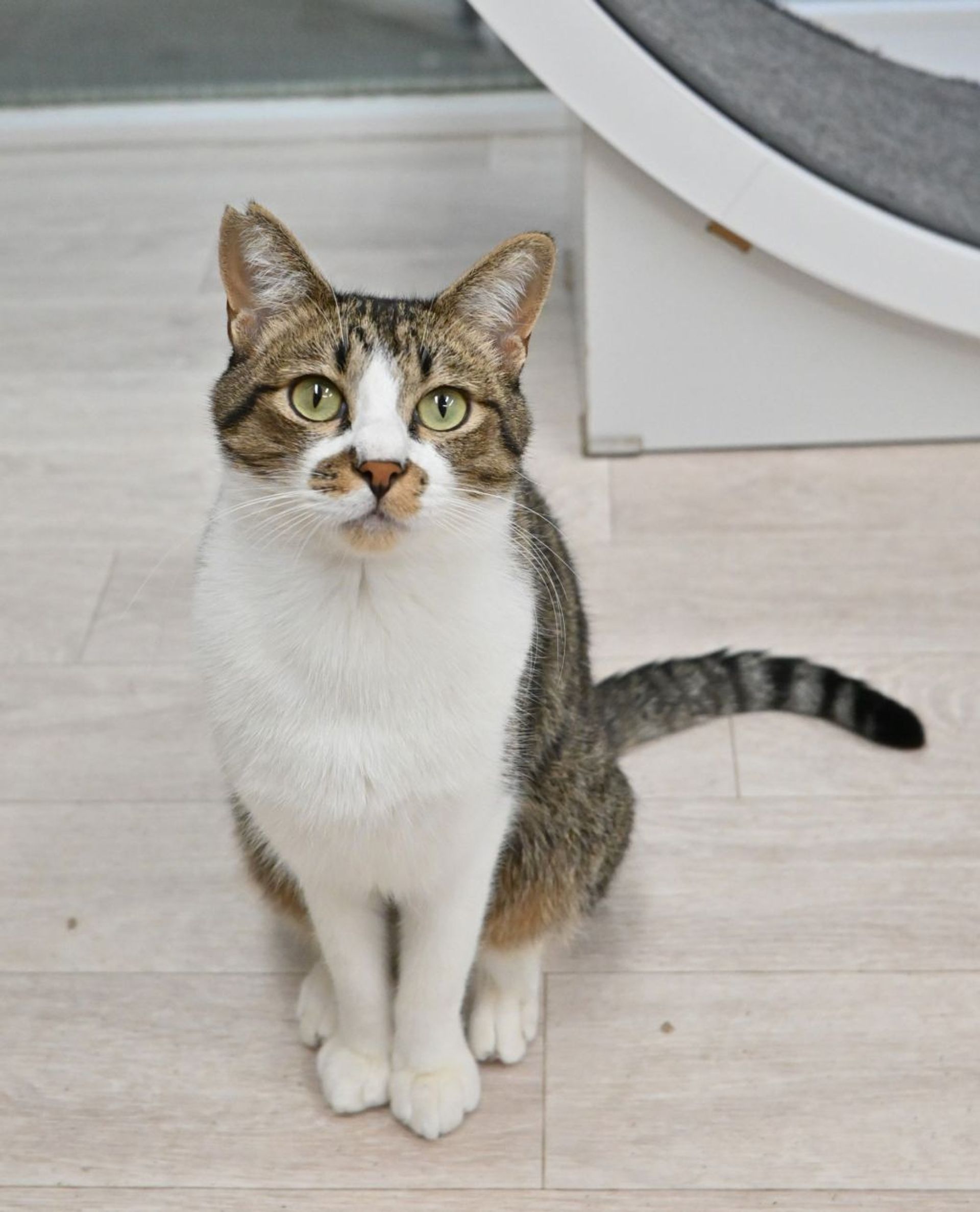 雑種（ミックス猫）・オスの里親募集の写真